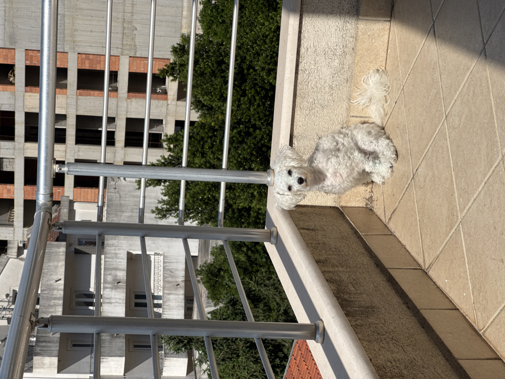 A white Maltese dog is lying on a light-colored tiled balcony in Budva, Montenegro. The balcony has a metal railing. In the background, there are trees and buildings, one under construction with exposed brick. The time of day is daytime.