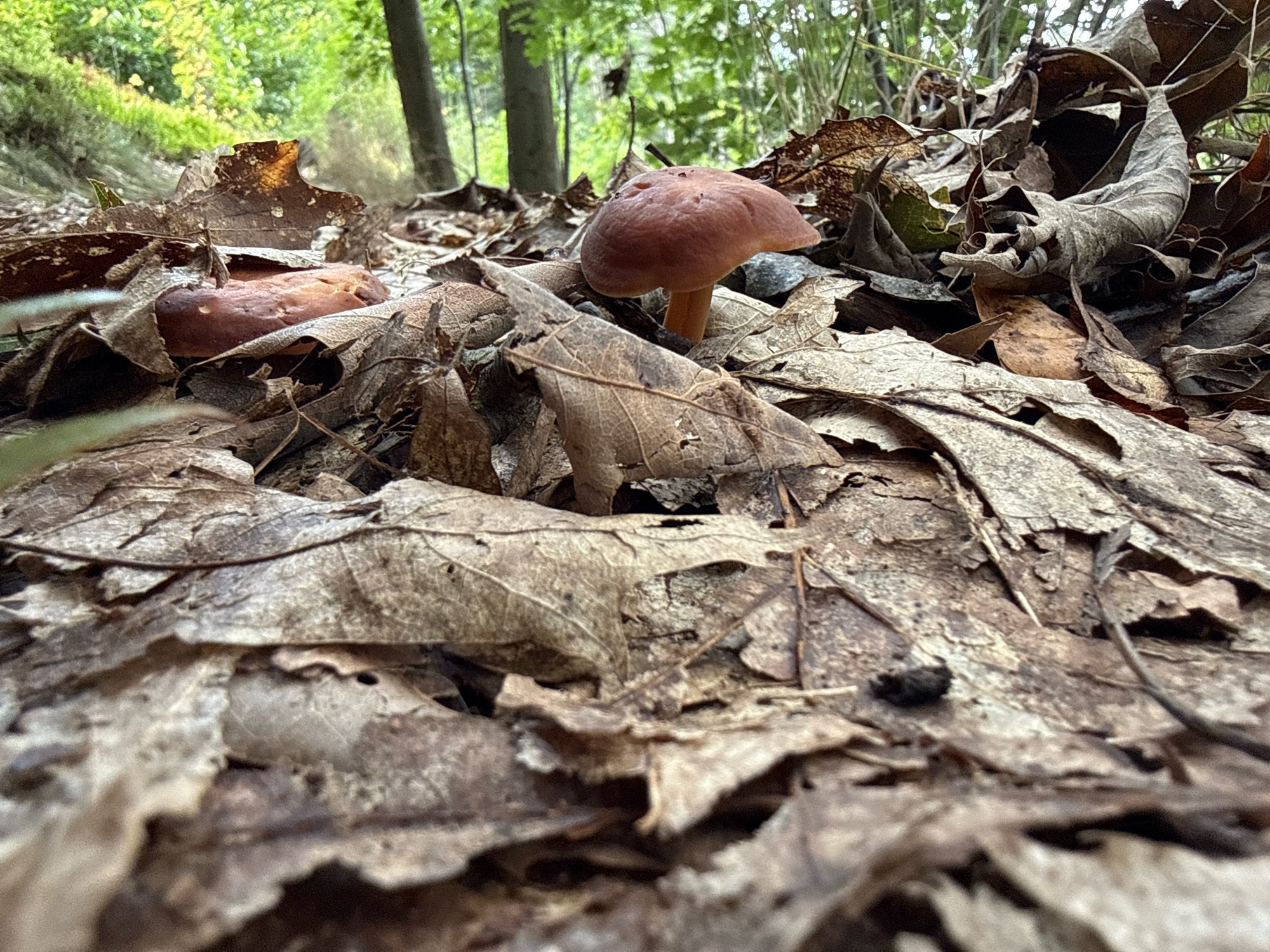 The image depicts a close-up view of a forest floor covered in dry, fallen leaves. Two small, brown mushrooms are visible, one more prominently in the foreground with a rounded cap and a slender stem, and another partially obscured by leaves to the left. The surrounding environment consists of trees and green foliage in the background, suggesting a wooded area. The lighting indicates it is daytime. The scene appears to be located in a natural setting within the city of Bad Sachsa, Germany.