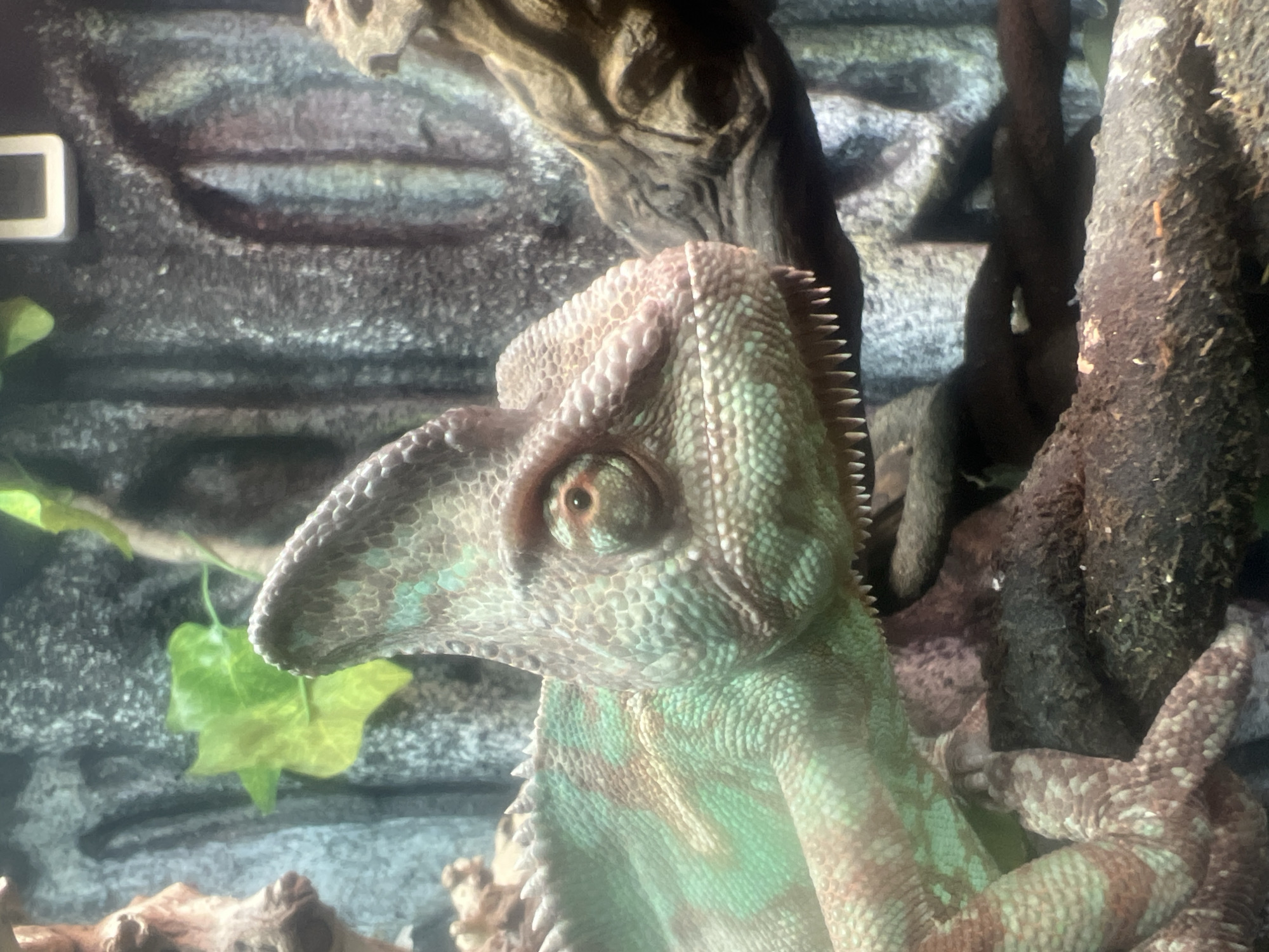 A chameleon is positioned on a tree branch within an enclosure. The chameleon is light green with light brown spots and appears to be looking to its left. The enclosure features a textured grey background, a branch, and some greenery. The picture was taken inside a building, but there is no information to locate it within Moscow, Russia.