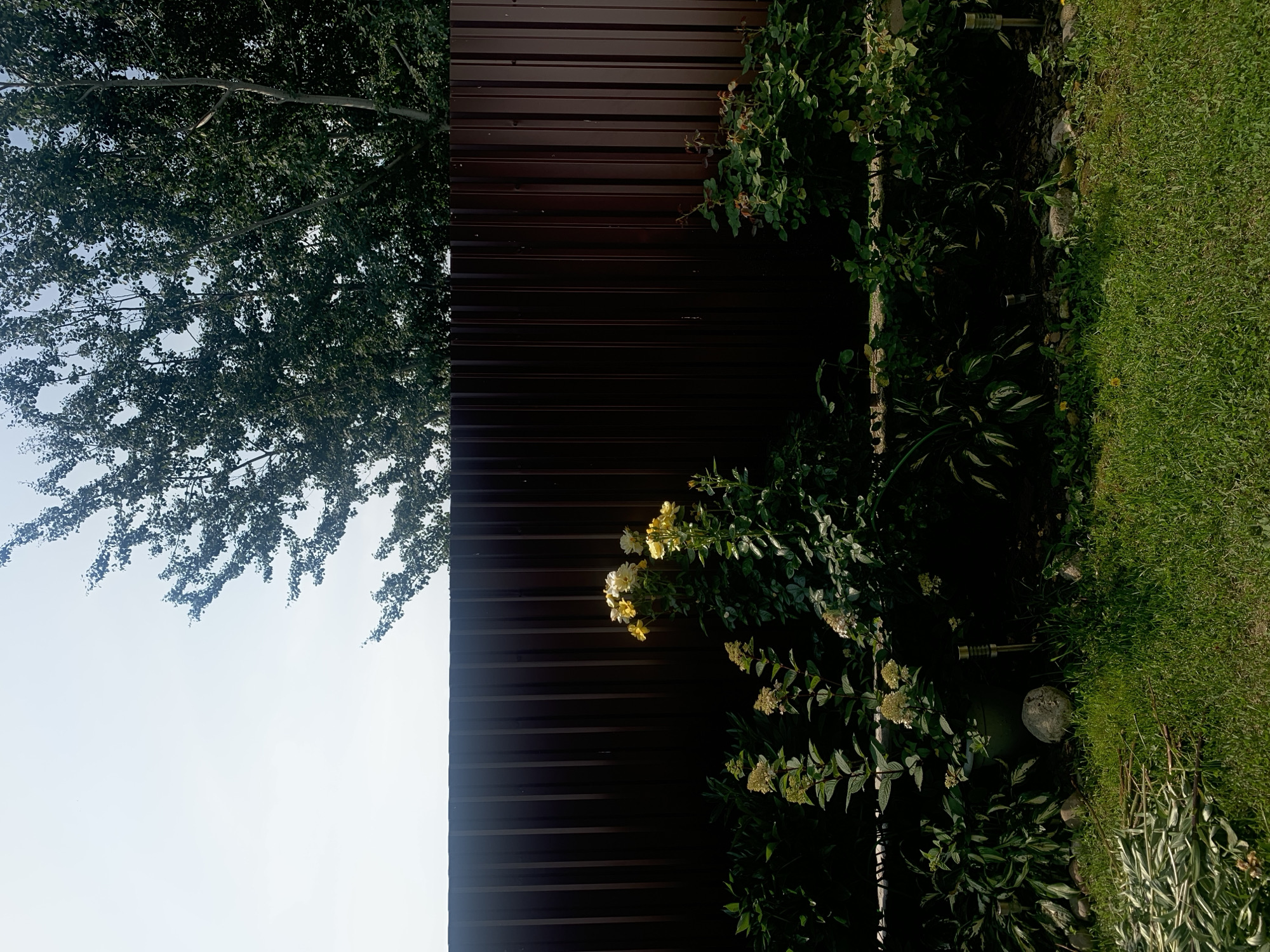 A garden scene is depicted with a dark brown corrugated metal fence forming the background. In front of the fence, several plants and flowers are visible. To the right, yellow roses are blooming. Towards the left, there are clusters of pale green flowers, possibly hydrangeas, and other leafy green plants. The ground in front of the garden bed is covered in green grass. In the lower left corner, a pile of cut green stalks and branches is present. The sky above is a pale blue and white, and the upper portion of the image shows the branches of a large, leafy tree. The image appears to be taken in an outdoor setting, likely a residential backyard.