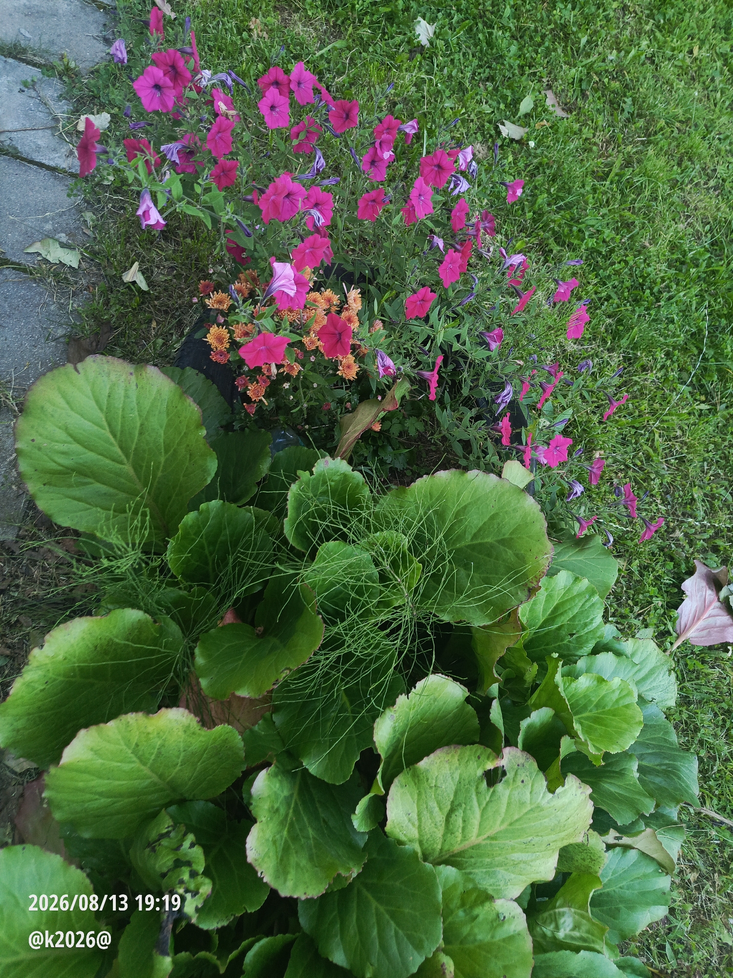 The image is an outdoor scene, taken at a high angle looking down at a garden bed. The garden bed features a mix of plants including vibrant pink petunias, small orange chrysanthemums, and large-leafed green plants. To the left, a stone path is visible, leading into the garden. The background is a patch of green grass with a few fallen leaves. A timestamp overlay in the lower left corner reads "2026/08/13 19:19 @k2026@". The location is identified as Astrashitskagaradokski rural council, Belarus. There are no people or animals visible in the image.