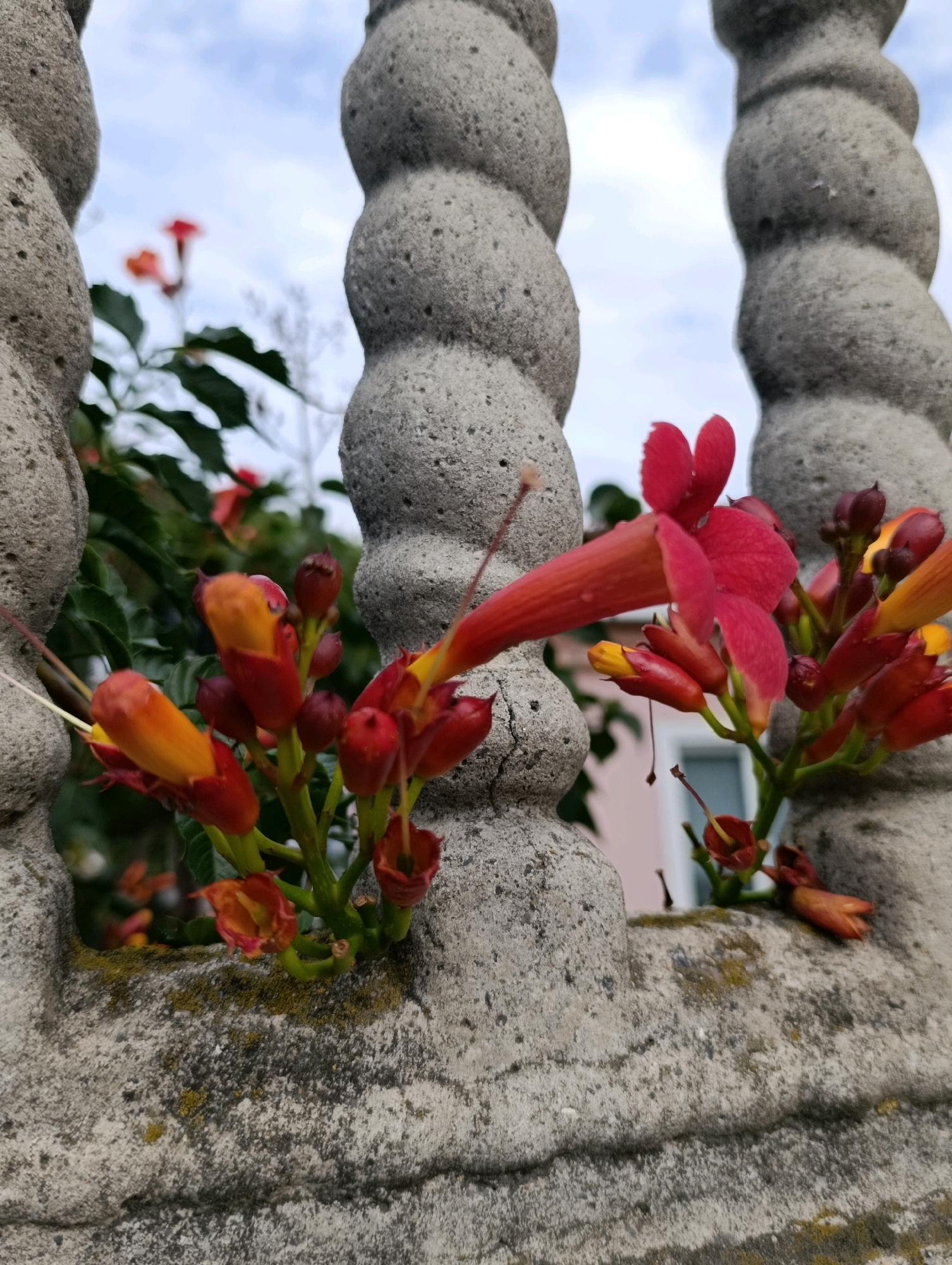 The image captures a close-up view of vibrant red and orange trumpet-shaped flowers blooming through openings in a weathered, textured grey stone balustrade. The balustrade features a distinctive twisted, rope-like design on its pillars. In the background, out of focus, are green leaves, a hint of a pink building, and a cloudy sky. The balustrade appears to be part of an outdoor setting, possibly a garden or a public space. The photograph is taken from a low angle, emphasizing the flowers' emergence from the stone structure.