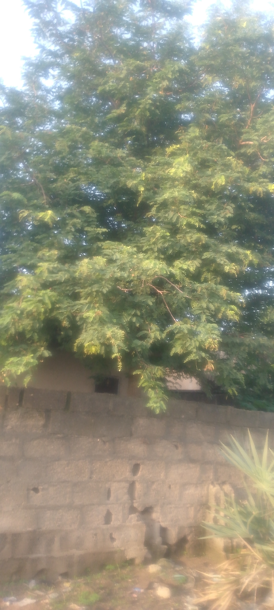 The image shows a dense canopy of green foliage from a large tree, obscuring most of the background. Below the tree, a wall constructed from grey concrete blocks is visible. The wall appears weathered and has some holes or imperfections. A dark rectangular opening, possibly a window or vent, is present in the wall, partially covered by the tree's branches. To the right and in the foreground, the feathery fronds of a plant are out of focus. The lighting suggests it is daytime, with sunlight filtering through the leaves, creating a dappled effect. The overall scene is outdoors, likely in a residential or semi-urban area, given the wall and the presence of the plant. There is no visible text in the image. The image is taken with a vertical orientation.