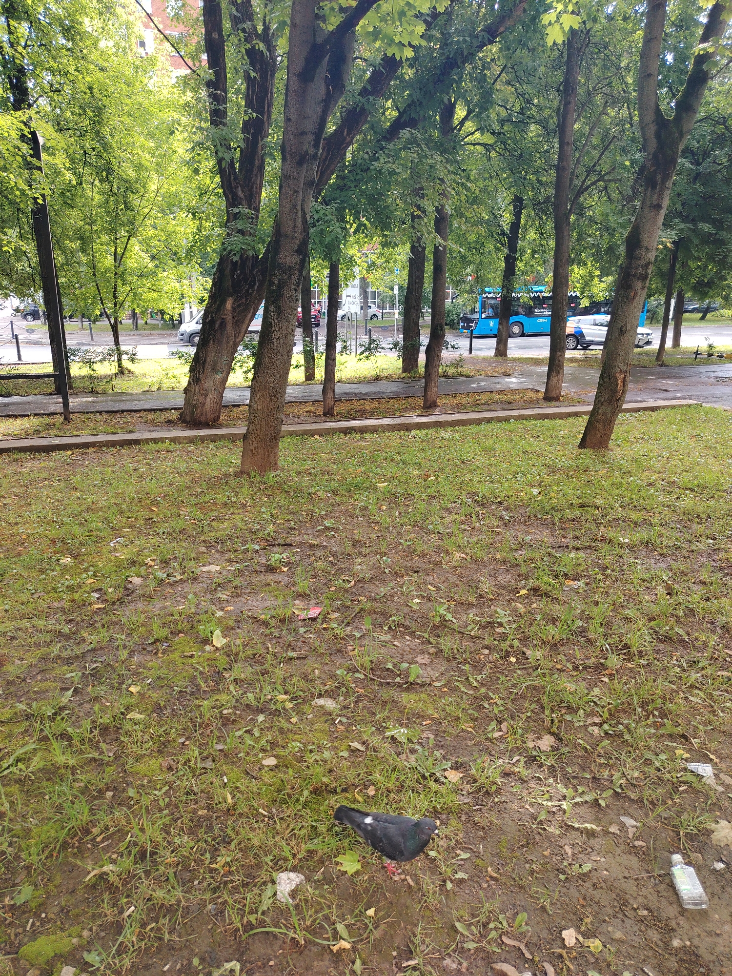 The image depicts a street scene in Dolgoprudny, Russia, featuring a paved area with parked vehicles and a blue bus, bordered by a line of trees. A pigeon is visible on the grassy ground in the foreground. The ground is muddy and appears wet, with scattered leaves and some litter, including a plastic bottle. The trees have lush green foliage, and in the background, a building with red brickwork is partially visible. The overall atmosphere suggests a moderately overcast day in an urban or suburban setting.