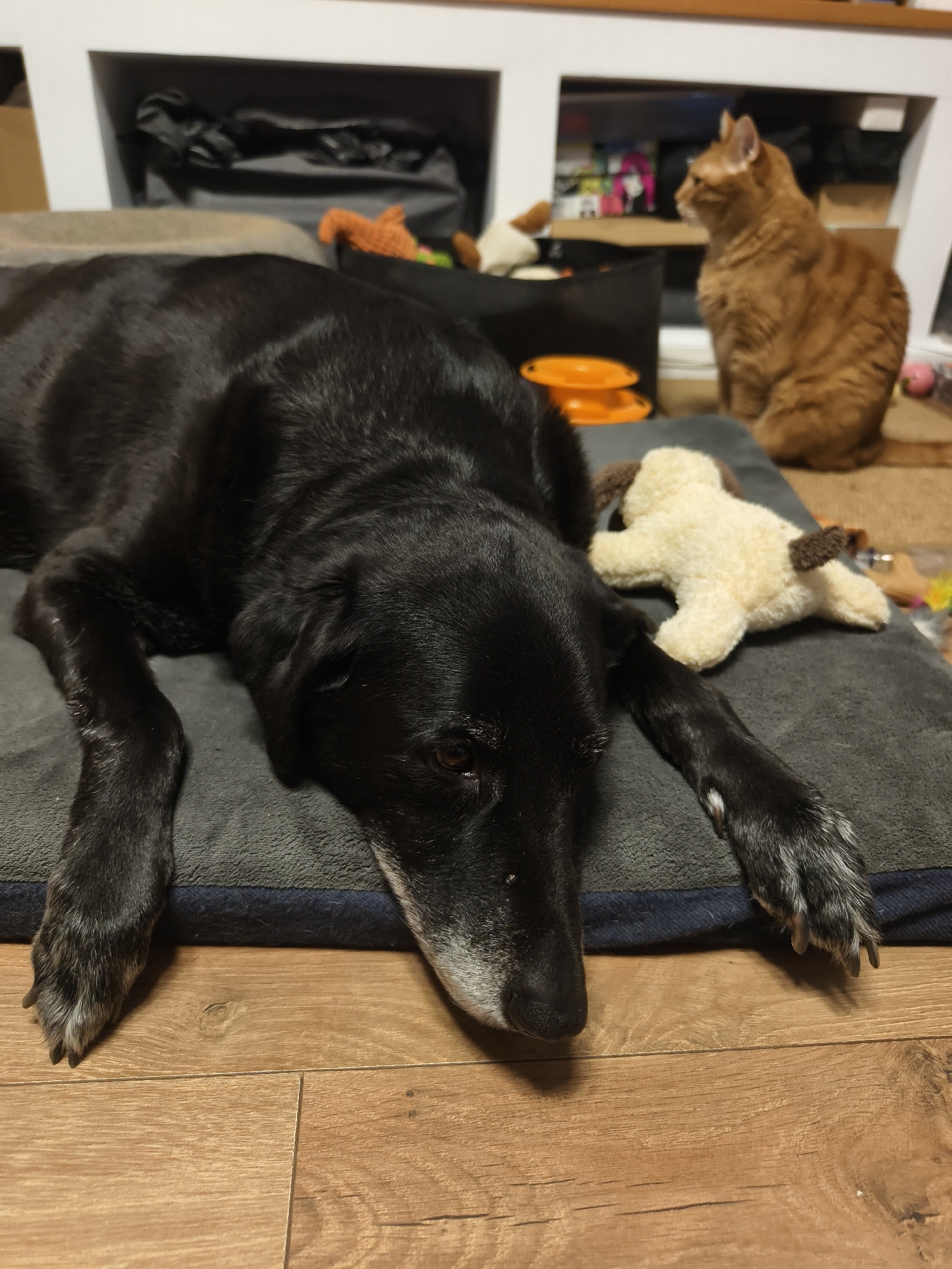 A medium shot shows a black dog lying on a gray dog bed on a light brown hardwood floor. The dog has a white muzzle and some white on its paws. To the right of the dog is a stuffed animal. Behind the dog is a white shelf with various items on it. An orange cat is standing on the shelf behind the dog's bed. The location is inside, presumably a home. There is no visible indication that the location is in Petah Tikva, Israel.
