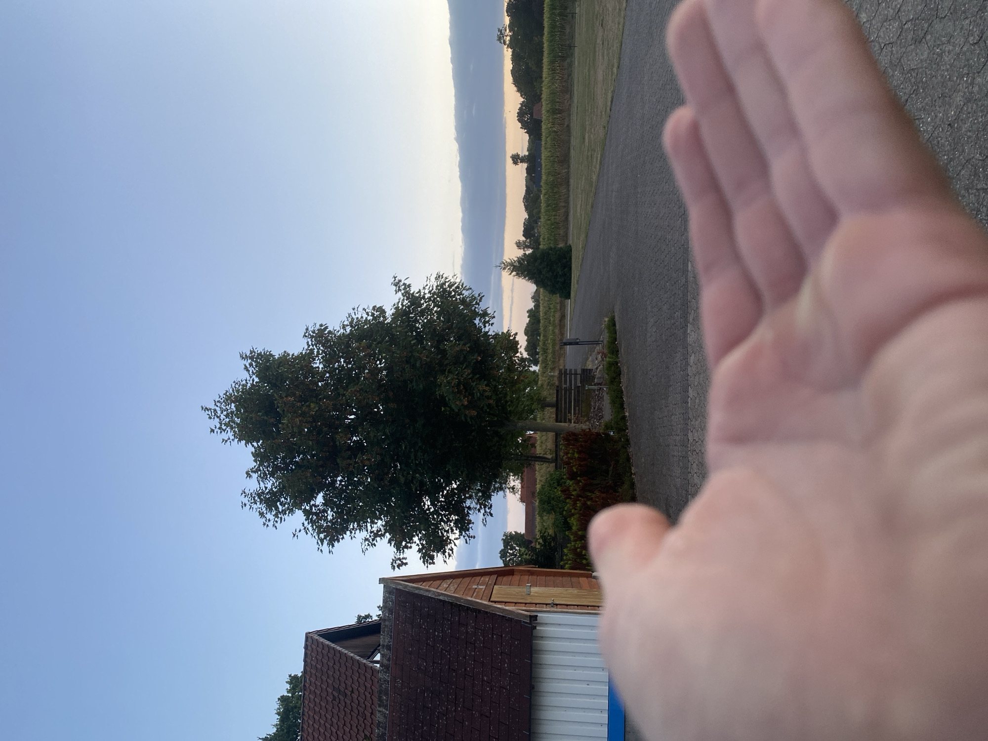 An outdoor, eye-level, medium shot captures a partially visible human hand in the foreground, with its palm facing upward and fingers slightly curled. The hand is out of focus, creating a shallow depth of field that blurs the background. Behind the hand, a paved pathway leads towards a rural landscape.
To the left of the pathway, a small wooden building with a reddish-brown tiled roof is visible. The building has white siding on its lower half and a wooden door. Adjacent to the building is a large tree with dark green foliage. Further along the pathway, a single evergreen tree stands in a grassy field.
In the distance, a cornfield stretches across the horizon, bordered by a line of trees. The sky above is a pale blue, with a band of greyish-blue clouds stretching across the middle distance. The overall scene suggests a serene evening in the countryside, likely in Schwarme, Germany, given the rural setting and architecture typical of the region. The lighting indicates it is either dawn or dusk.