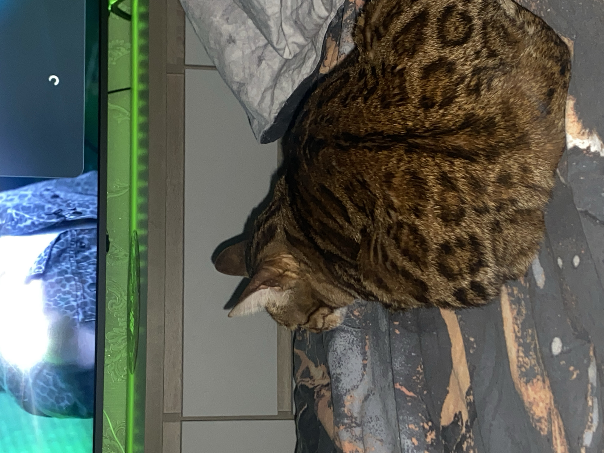 An indoor scene features a domestic short-haired cat with a spotted brown and black coat, lying with its back partially toward the viewer and its head turned left. The cat rests on a dark-colored patterned bedspread featuring irregular lighter patches. A crumpled light-colored blanket is visible to the cat's right. In the background, a flat-screen television displays a segment of what appears to be a person's upper torso in a dark, patterned garment, accompanied by a bright reflection and a white, crescent-shaped loading icon on a dark background in the upper right portion of the screen. Beneath the television, a green LED strip light illuminates a surface with a subtle raised pattern. Below this, a light-colored wooden panel is situated above modular white furniture with visible seams, likely cabinets or drawers. The image provides no specific visual information to determine a precise location within the city of Chaikovsky, Russia.
