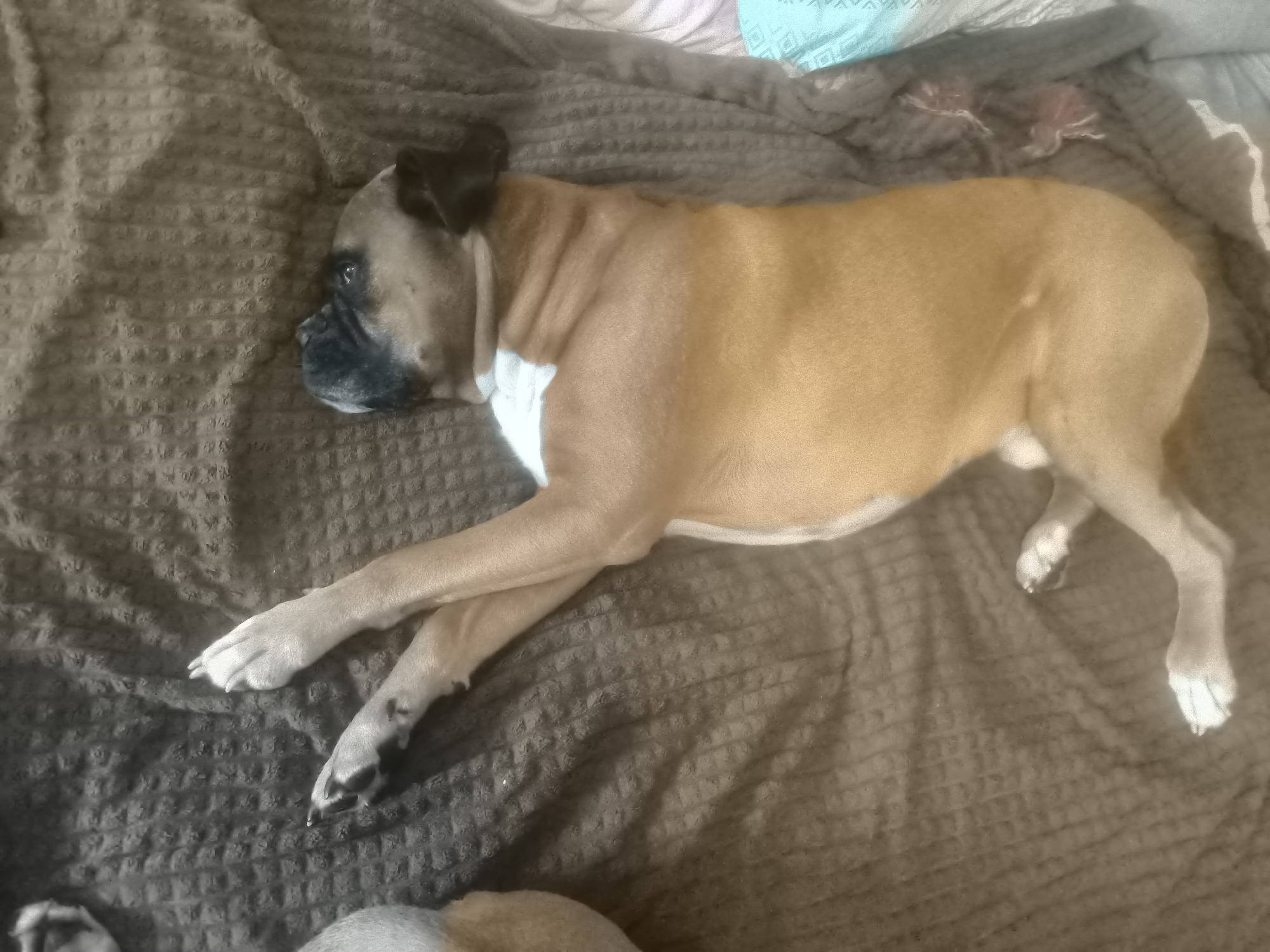 The image shows a medium shot of a fawn-colored boxer dog lying down on a textured brown blanket. The dog is lying on its side, facing left, with its head resting on its paws. The dog has a black muzzle and ears, and a white patch on its chest. The blanket has a waffle-like texture and is draped over a surface, possibly a bed or sofa. In the background, there are hints of other blankets or bedding in lighter colors, including a section of blue with a geometric pattern, and a darker grey blanket. Two small, pinkish objects, possibly dog toys, are visible on the grey blanket in the upper right portion of the image. The lighting appears to be indoor, with no strong shadows suggesting a specific time of day or weather conditions. The overall mood is relaxed and domestic, with the dog appearing comfortable and at rest. There is no visible text in the image.