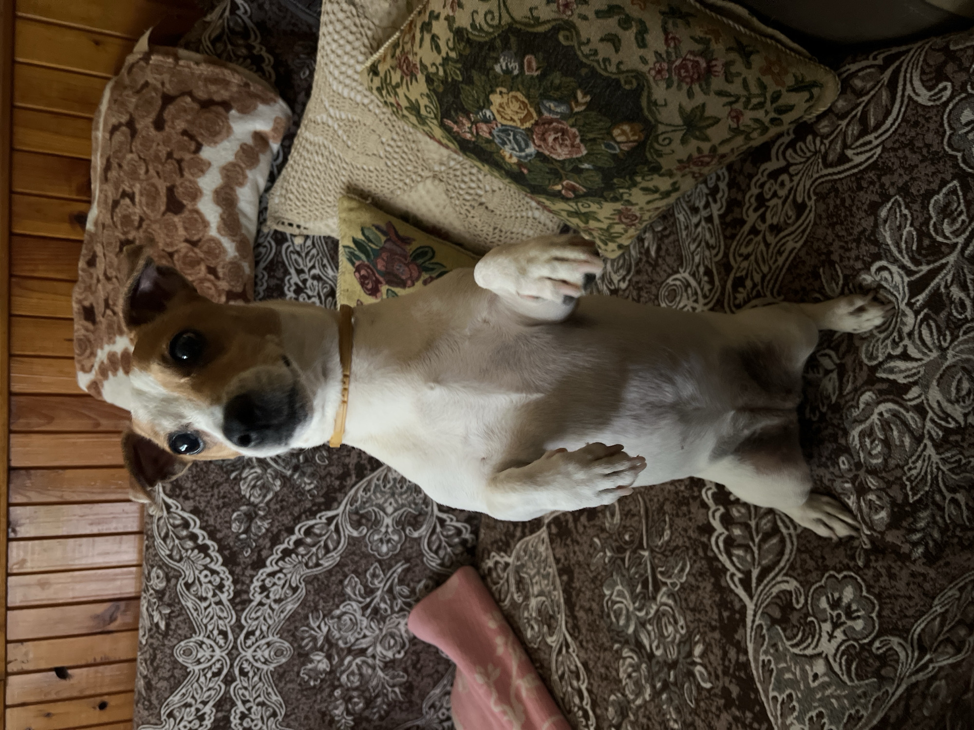 A dog lies on its back on a patterned brown bedspread. The dog is mostly white with brown patches on its head and ears and wears a yellow collar. Around the dog are several pillows with different patterns, including floral and geometric designs. The bedspread rests on a wooden wall. The location is unknown and there is no information in the image suggesting the city of Plovdiv, Bulgaria.