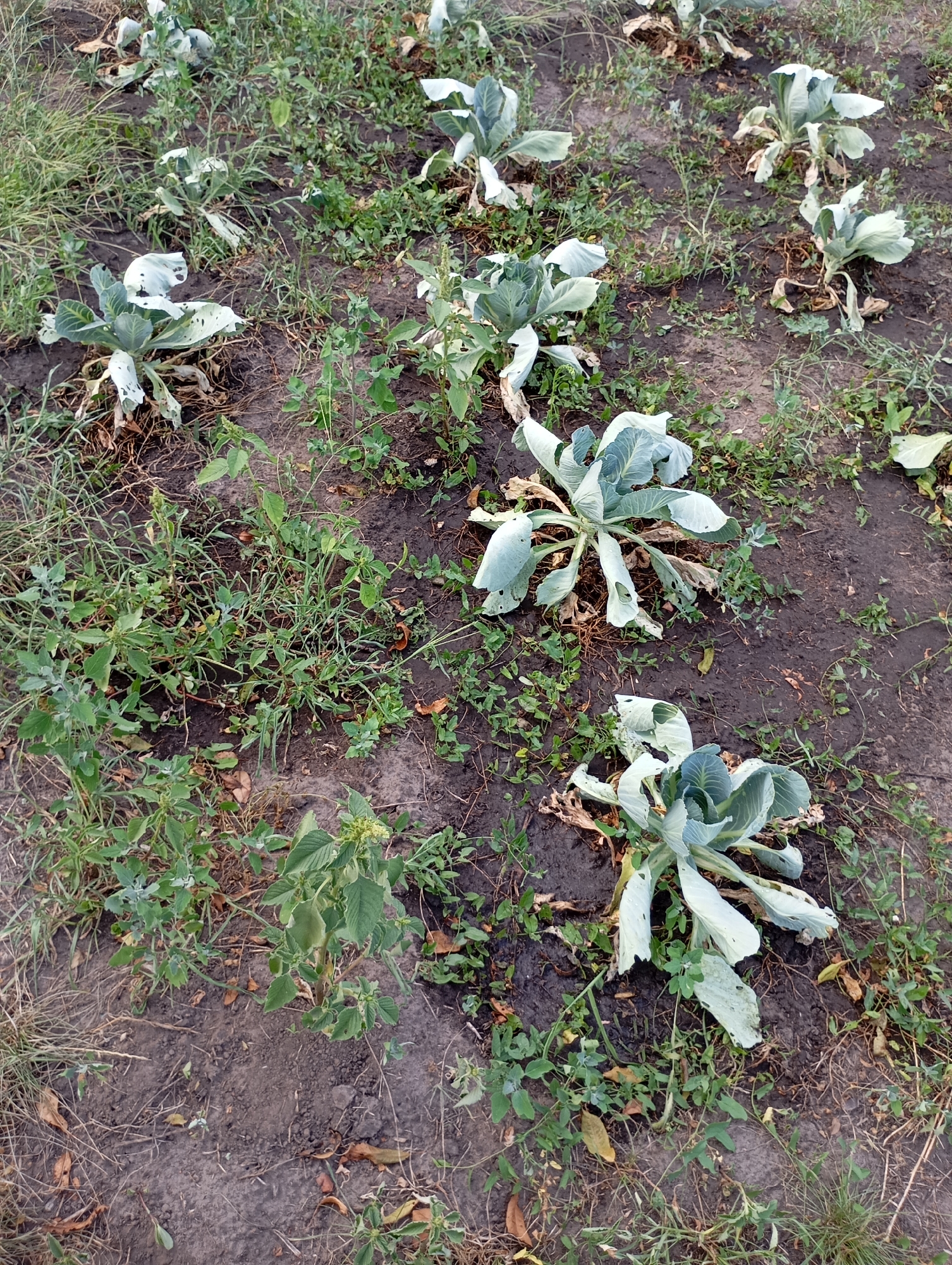 An overhead, wide-angle shot captures a patch of wilted cabbage plants growing in dark, damp soil. The plants exhibit signs of dehydration, with pale, drooping leaves and some brown, dried foliage. The area is interspersed with green grass and scattered brown leaves. The scene is set in a field, likely in Horishni Plavni, Ukraine. There are no people or animals visible.