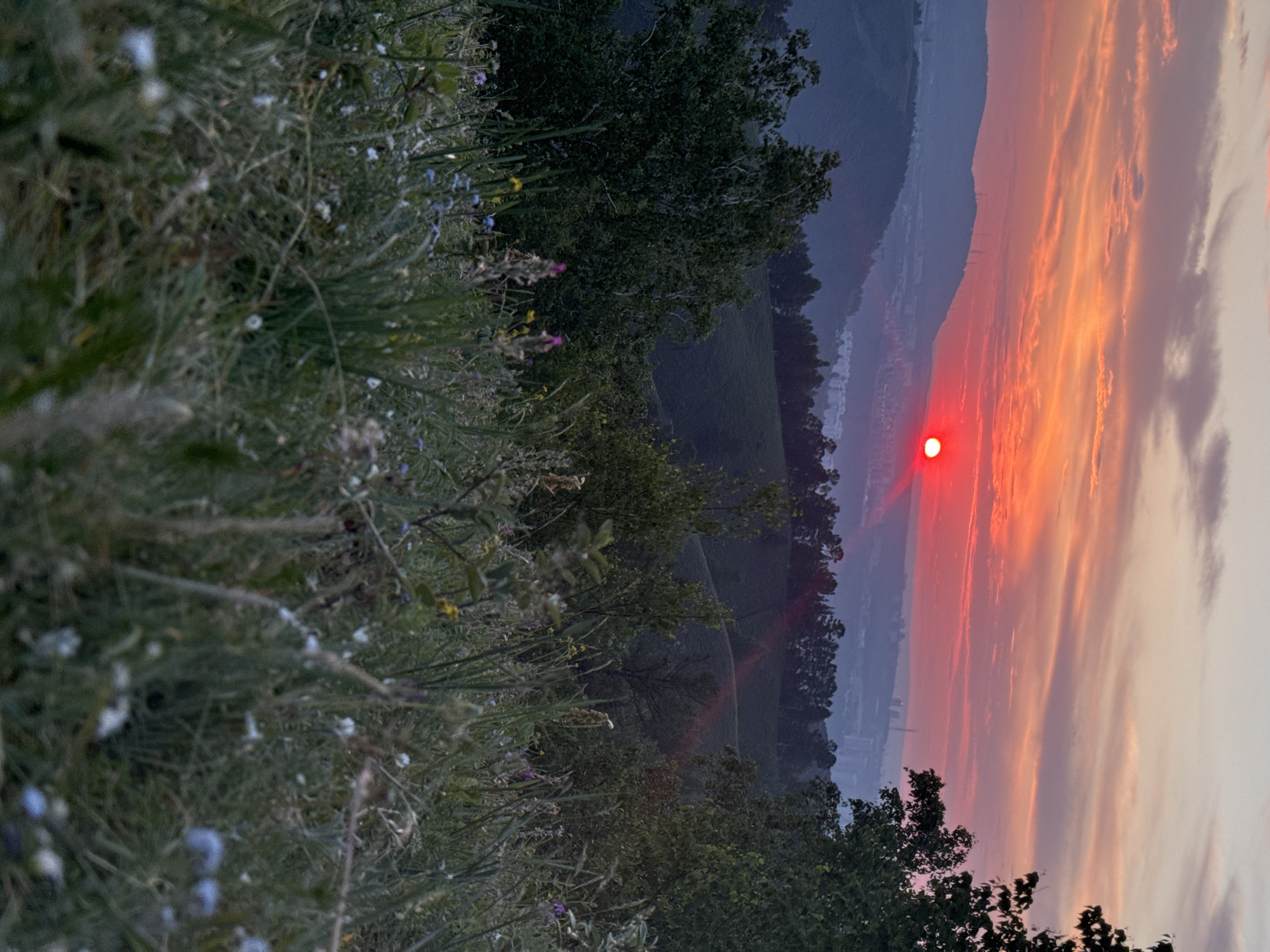 This is a vertical, medium-wide shot of a sunset over a landscape, possibly depicting a view from a hillside overlooking a city and surrounding nature. The sun, a bright red orb, is low on the horizon, casting a vibrant orange and red glow across the sky, which is streaked with wispy, pinkish clouds. In the midground, rolling hills are covered in lush green vegetation and dotted with dark trees. A city skyline with various buildings and what appear to be communication towers is visible in the distance, nestled between the hills and appearing hazy due to the atmospheric conditions. The foreground is filled with a dense field of grass and wildflowers, with some of the flowers appearing in focus, showing details of their petals and stems, while others are blurred, creating a sense of depth. The overall lighting suggests either sunrise or sunset, with warm tones dominating the sky and cooler, darker tones in the shadowed areas of the landscape. The location is identified as Krasnoyarsk, Russia, implying the scene is captured from a vantage point overlooking the city and its natural surroundings. There are no people or animals visible in the image.