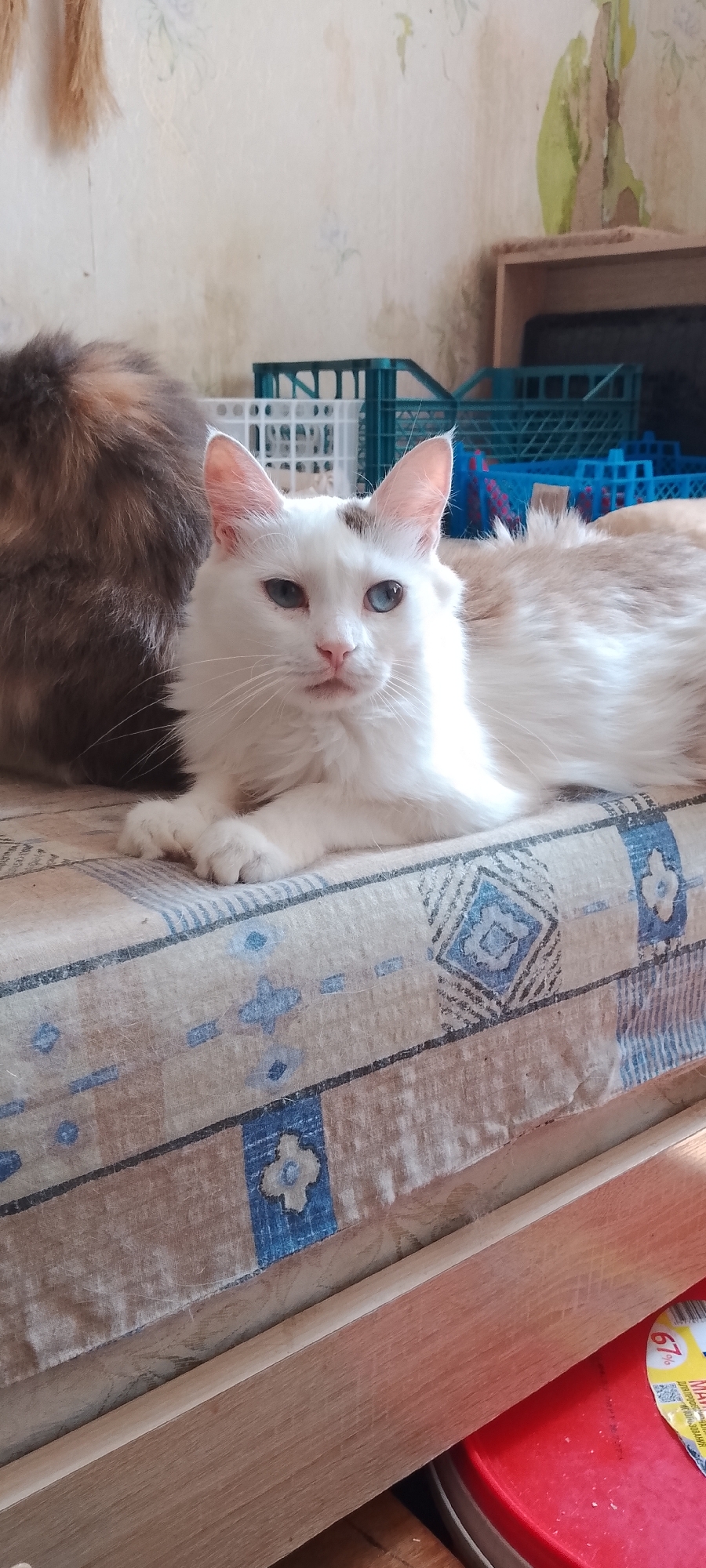 A white and light brown long-haired cat with heterochromia (one blue eye, one greenish-blue eye) and a dark spot on its forehead is lying on a patterned fabric-covered surface. To the left of this cat, the back of another cat with grey and brown fur is visible. In the background, there are several plastic crates, some blue and some white, stacked on a shelf. The wall behind the crates is textured and appears to be peeling in some areas. The surface the cats are on is a mattress or cushioned seating with a light-colored fabric featuring a blue and brown geometric pattern. A wooden frame is visible at the bottom right of the image, and a red circular object with a yellow label is partially visible below it. The lighting suggests an indoor environment. The scene is likely from a residential setting in Belgorod, Russia.