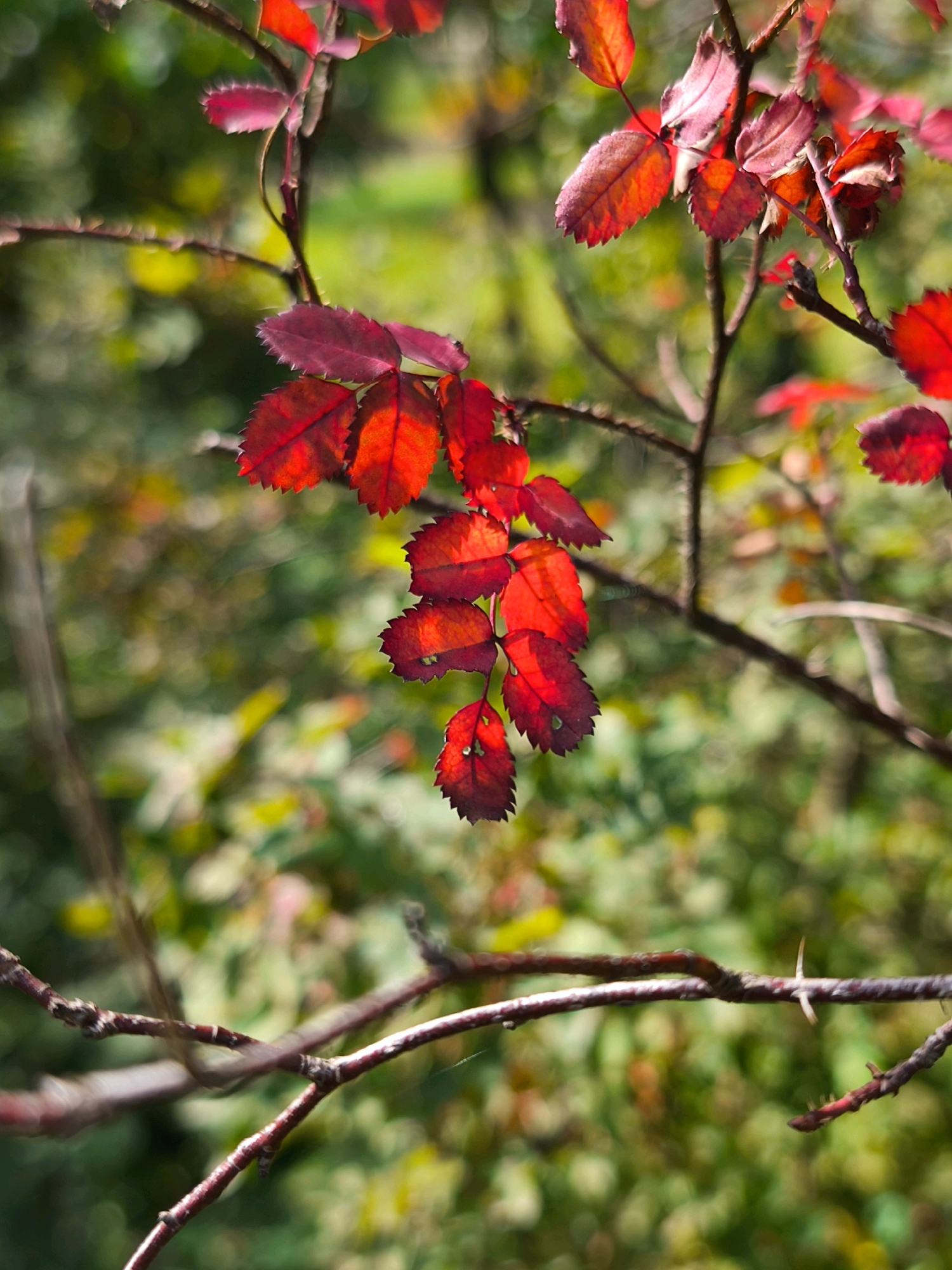 The image displays a close-up of a thorny branch with vibrant red leaves, likely during autumn. The leaves are serrated and show veins. The background is softly blurred, featuring a mix of green and yellow foliage, suggesting an outdoor setting in a park or garden. The focus is sharp on the leaves and the branch, while the background elements are out of focus. There are no people or animals visible in the image. The scene depicts natural foliage with a distinct color palette of reds and greens. The presence of thorns on the branch is a notable detail. The overall impression is one of seasonal change and the beauty of nature. The image does not contain any information that would indicate its location within the city of Mahilyow, Belarus.