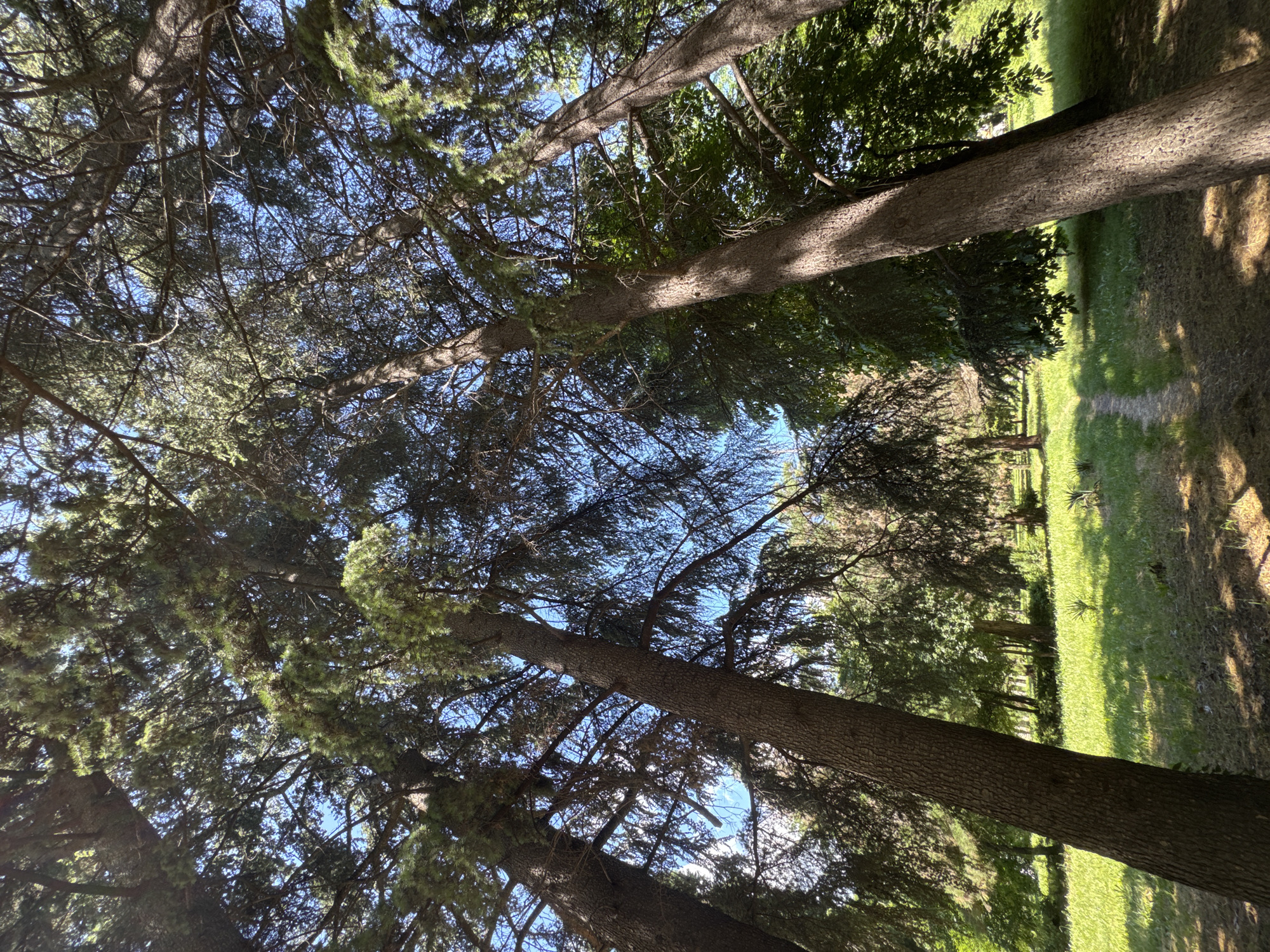 The image captures a scene looking upwards through trees with a view of the sky and the edge of a grassy area in the background. The trunks of several trees are visible, angled diagonally across the frame. The trees' branches and leaves create a canopy that partially obscures the sky. The background features a patch of green grass, suggesting a park or wooded area. The location details (city of Unknown, Unknown) are provided, but no people or specific actions are depicted in the scene.
