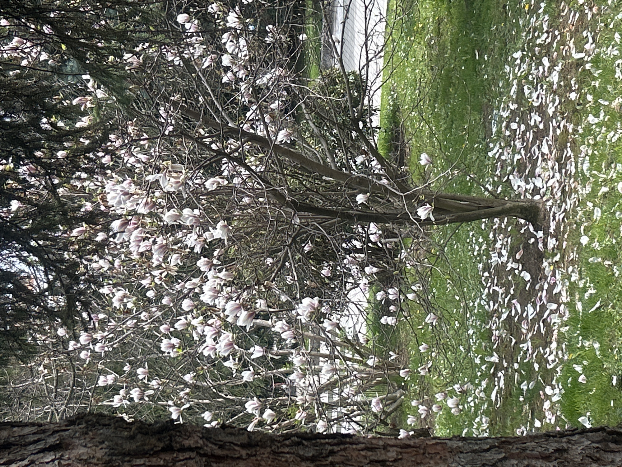 The image depicts a blooming magnolia tree in Veliko Tarnovo, Bulgaria. The tree is covered in white and light pink blossoms, some of which have fallen onto the green grass below. The bark of the tree is visible, and a portion of a darker coniferous tree is seen to the left. In the background, a blurry white building is slightly visible.