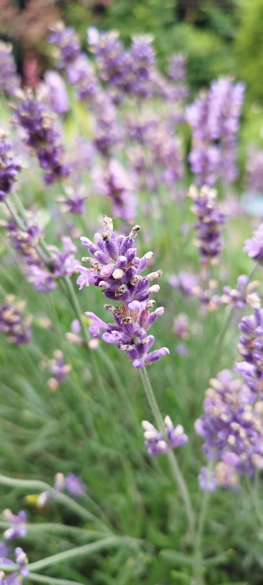 A close-up, shallow depth-of-field shot focuses on a single stalk of lavender in bloom. The lavender stalk is positioned in the foreground, slightly to the right of center, with its purple florets and green stem clearly visible. In the background, a dense field of lavender, blurred by the shallow focus, creates a soft wash of purple and green hues. The lighting is natural, suggesting an outdoor setting during daylight. The overall impression is one of tranquility and natural beauty, common in gardens and agricultural areas. The image was taken in the Azginavitsky Rural Council, Belarus.