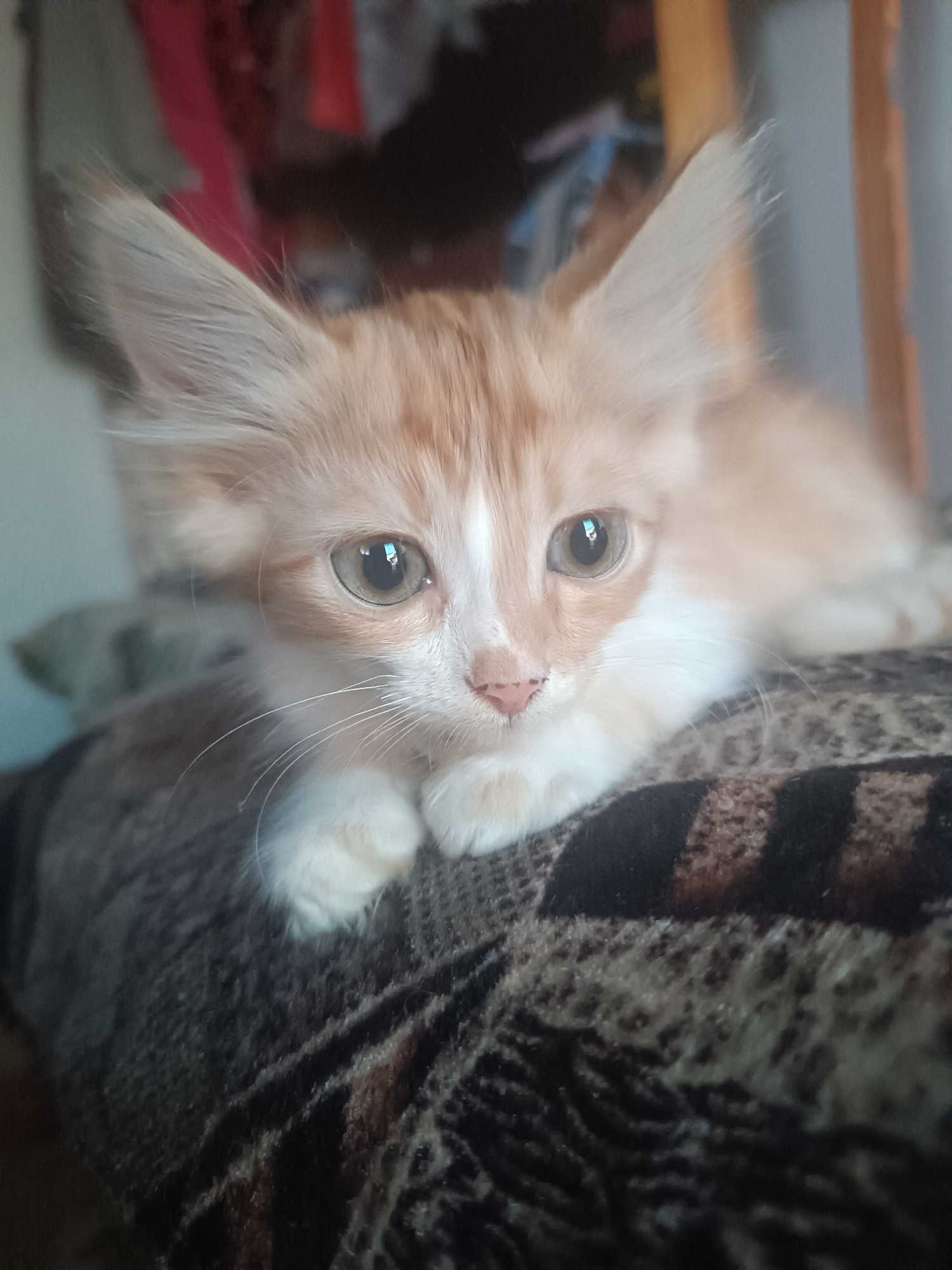 A close-up, eye-level shot focuses on an orange and white tabby kitten lying on a patterned blanket. The kitten's head is tilted slightly to its right, with its large, expressive green eyes looking directly at the camera. Its ears are large and pointed, with fluffy tufts of fur. The kitten's nose is pink, and its whiskers are prominent. Its front paws are tucked beneath its chin, and its body extends out of frame to the right. The blanket is dark brown with a pattern of lighter brown or black stripes and shapes. The background is blurred, with hints of red, brown, and possibly other colors suggesting an indoor environment. No information about the city of Vypasne, Ukraine, is present in the image.