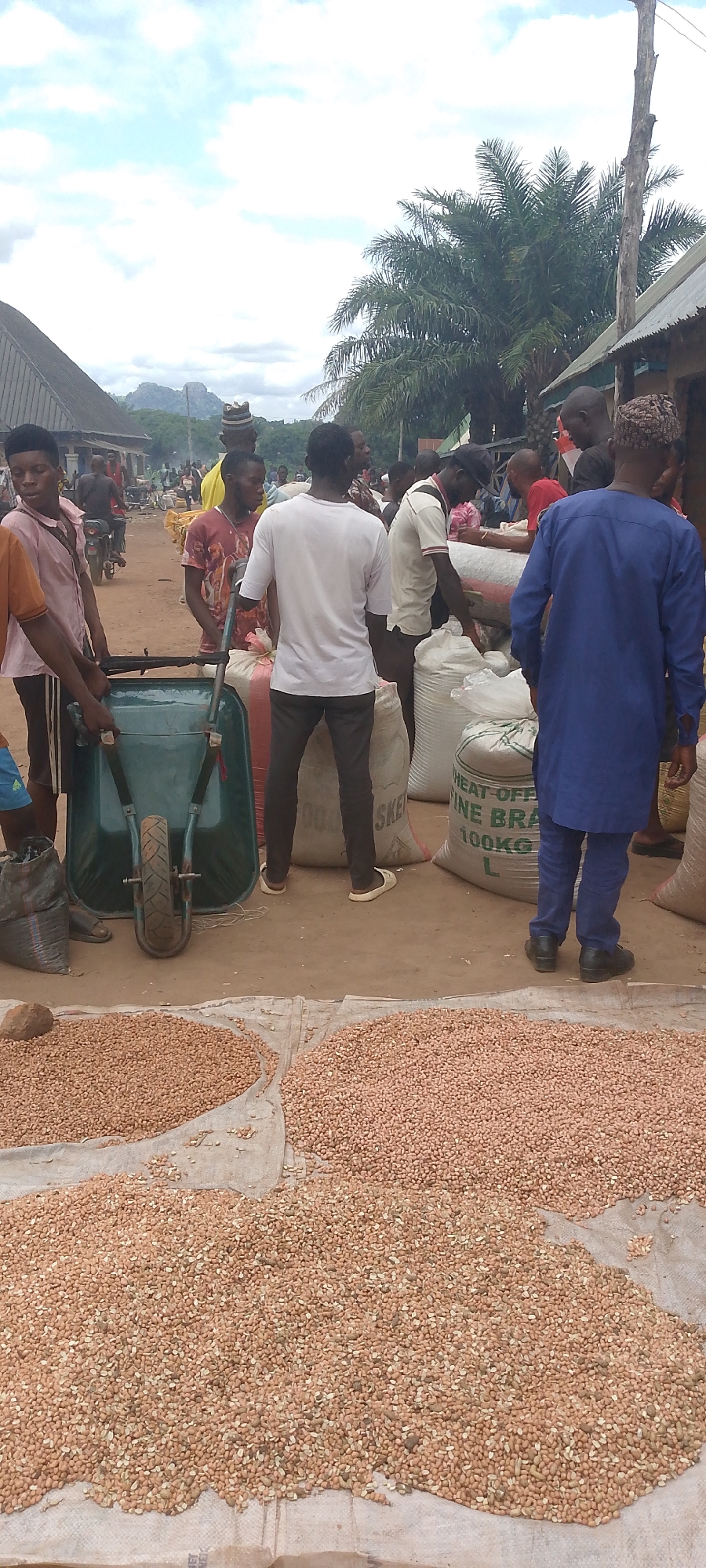 In an outdoor market, likely in a rural or developing area, people are engaged in various activities related to the sale of goods, primarily agricultural produce. The ground is covered with spread-out piles of small, light brown nuts, possibly peanuts or similar legumes, laid out on tarpaulins. Several individuals are present, some wearing casual clothing like t-shirts and shorts, while others are in more traditional attire with caps. A few people are interacting with large sacks of produce, with one sack clearly labeled "HEAT OFF FINE BRA 100KG". A green wheelbarrow is also visible, suggesting the transportation of goods. In the background, more people, motorcycles, and rudimentary structures resembling market stalls or homes can be seen. Palm trees are prominent in the environment, indicating a tropical or subtropical climate. The sky is overcast with scattered clouds. The overall scene depicts a bustling marketplace activity, focusing on the handling and display of agricultural products.