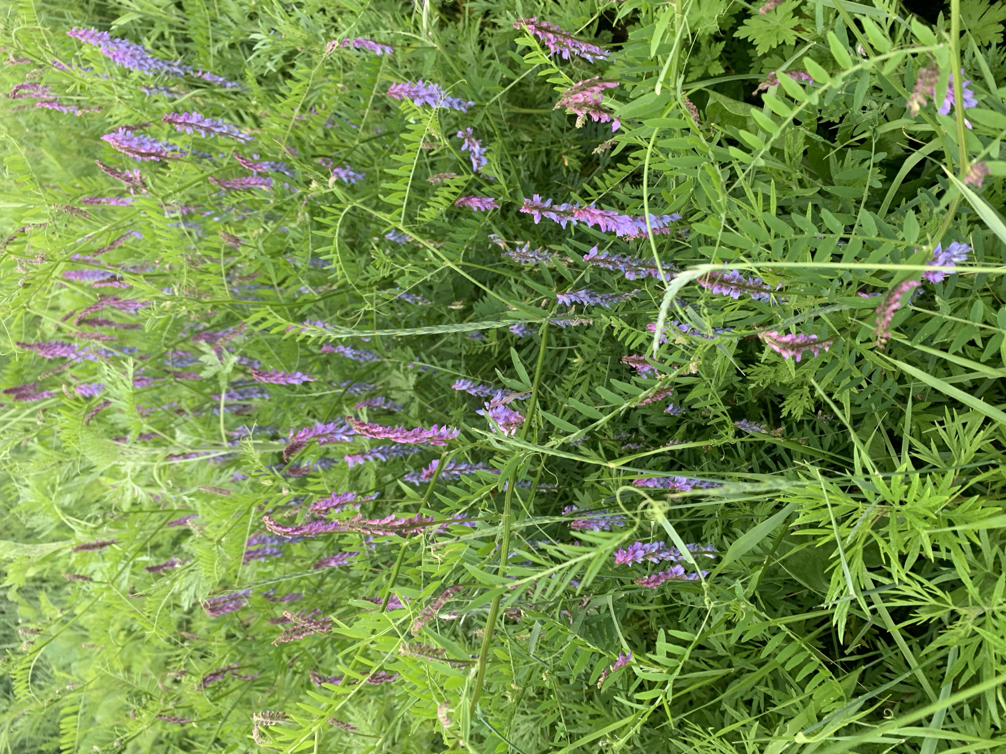 This is a close-up, eye-level shot of a dense patch of wild vetch with its characteristic purple and pink flowers. The vetch is growing amongst other green foliage and grasses, creating a natural, overgrown meadow-like scene. The flowers are clustered along upright stems, with some blossoms appearing more pinkish and others a deeper purple. The leaves of the vetch are compound and feathery, typical of the legume family. The overall impression is one of lush, vibrant greenery with splashes of delicate floral color. The lighting suggests it's daytime, possibly late morning or afternoon, with diffused light filtering through the foliage, indicating potentially overcast conditions or a shaded area. There are no people or man-made objects visible. The context suggests a natural setting, likely outdoors in a rural or wild area in Ustinovka, Russia, characterized by abundant plant life. The image conveys a sense of natural beauty and the peacefulness of a wild garden or field.