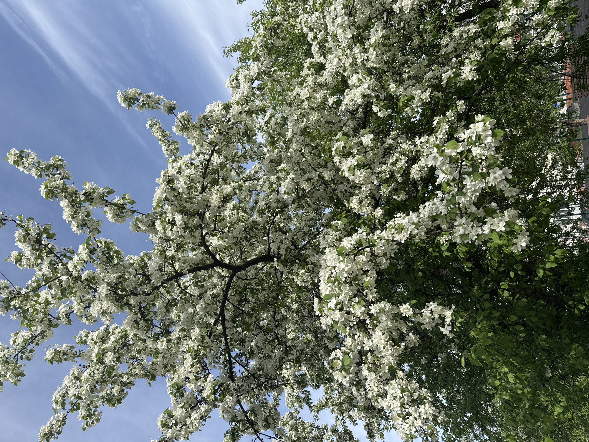 The image shows a flowering tree in full bloom, with white blossoms densely covering its branches. The branches extend across the frame, reaching towards a blue sky with wispy clouds. In the background, hints of green foliage suggest other trees or vegetation. The angle of the photo is looking up into the tree, emphasizing the canopy's density. The scene appears to be in an urban setting, possibly in a park or garden, based on the presence of other greenery. Without additional context from the image, determining the specific location within Chaikovsky, Russia, is impossible.