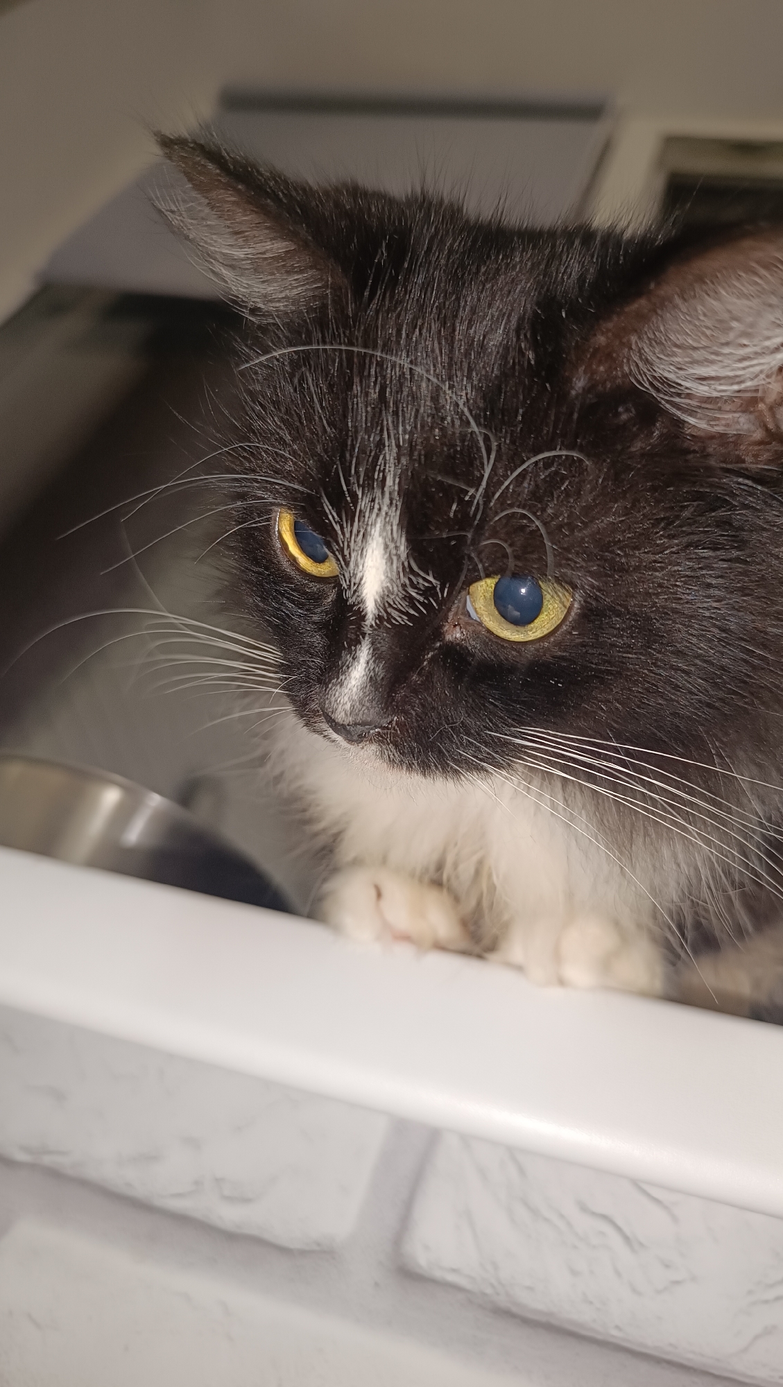 The image is a close-up, eye-level shot of a black and white cat with bright yellow eyes. The cat is looking down and to the left, with its paws tucked beneath its chest. It is resting on a white surface, possibly a shelf or ledge, with a metallic bowl visible to the left. The background is out of focus, but appears to be indoors with some light-colored wall material that resembles brickwork. The lighting is dim and appears to be coming from above and to the right, creating shadows on the cat's face. The location is not discernible from the image itself.
