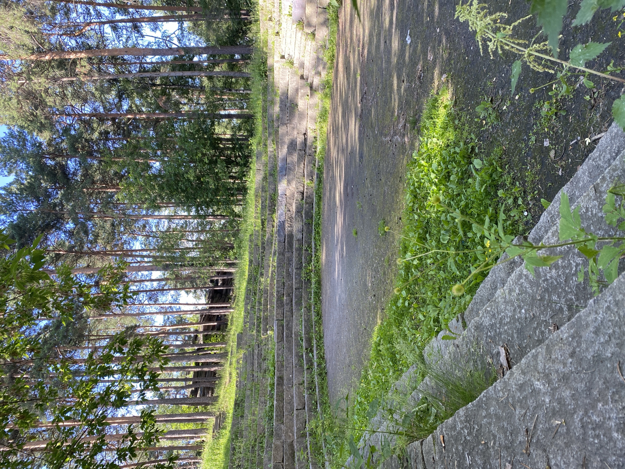 The image depicts an outdoor stone amphitheater situated in a wooded area. The amphitheater consists of multiple tiers of stone seating surrounding a central, paved performance area. Vegetation, including grass and weeds, is growing between the stone tiers and in the central area, suggesting the site may be partially overgrown or disused. Tall pine trees form a dense backdrop behind the amphitheater, indicating a forest or park setting. Sunlight filters through the trees, casting dappled shadows on the stone seats and ground.
This location is identified as the **Stone Amphitheater in Mayakovsky Park**, Yekaterinburg, Russia. The scene captures a quiet, natural setting with architectural remnants of what was likely a public gathering space. There are no people or animals visible in the image, nor any ongoing actions or interactions. The focus is solely on the environment and the man-made structure within it.