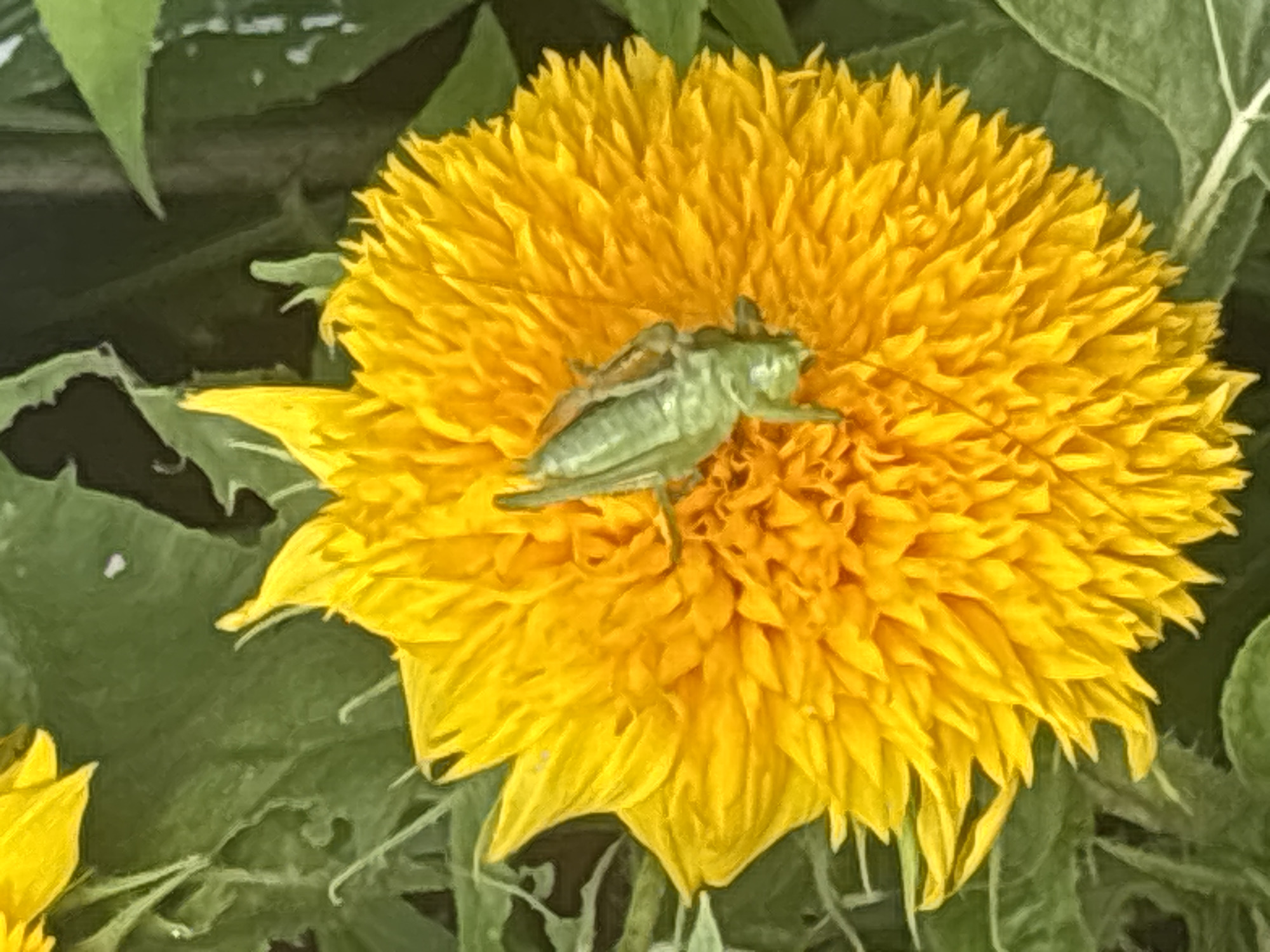 A green grasshopper is perched on a bright yellow, fluffy flower. The flower has many petals and appears to be a type of sunflower. The background consists of out-of-focus green leaves. The scene is a close-up shot, with the flower and grasshopper filling most of the frame. The location is Лотос Снт (марьино), Russia.