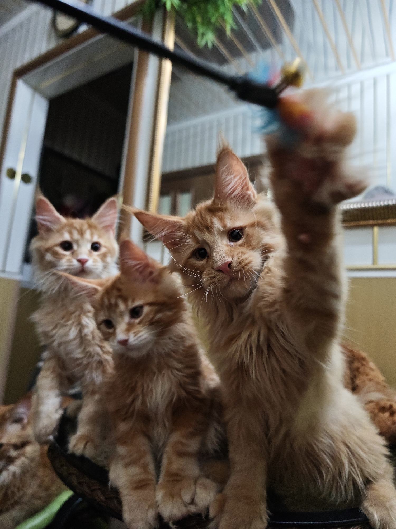 In Abakan, Russia, a group of four fluffy orange Maine Coon kittens are captured in a close-up, low-angle shot. The kittens are actively playing with a colorful toy wand, which is held by an unseen person. The kitten in the foreground on the right is reaching up, attempting to catch the toy. The background is slightly blurred, revealing a room with light-colored walls and a doorway. The overall lighting suggests an indoor setting, possibly a home.