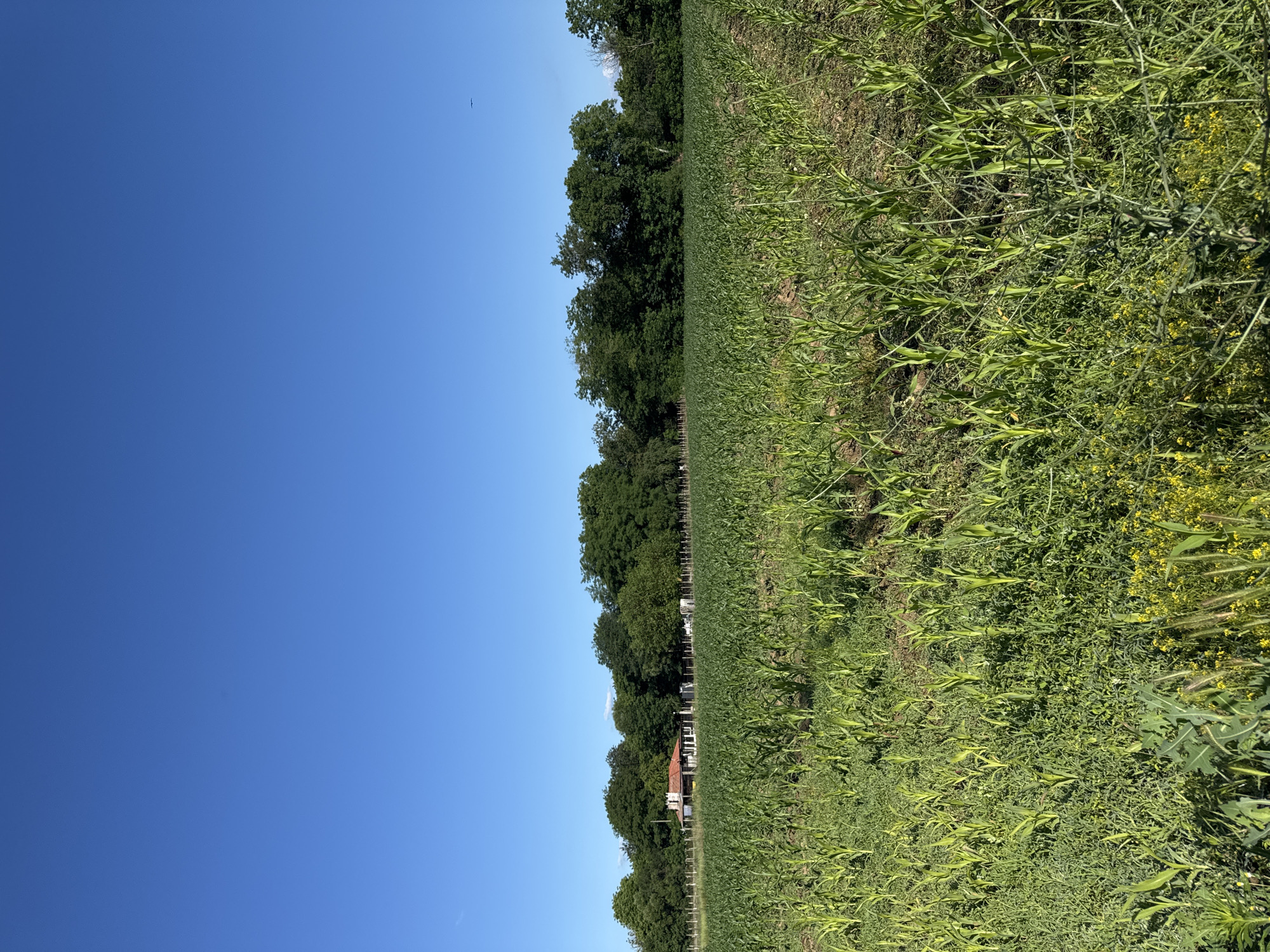 An outdoor, eye-level, vertical, medium shot captures a vast cornfield under a clear, bright blue sky in Prolom, Bulgaria. The foreground is dominated by rows of young, green corn stalks interspersed with weeds and yellow wildflowers, creating a textured, vibrant green carpet. In the middle ground, a quaint, single-story building with a red-tiled roof and white walls stands behind a wooden fence, partially obscured by the corn. Beyond the building, a dense line of mature green trees forms a natural border against the horizon. The background is solely composed of the expansive, cloudless blue sky, with a tiny, dark speck, possibly a distant bird or insect, visible in the upper right quadrant. The lighting suggests it is a sunny day, casting subtle shadows and highlighting the lushness of the vegetation. No people are present in the image.