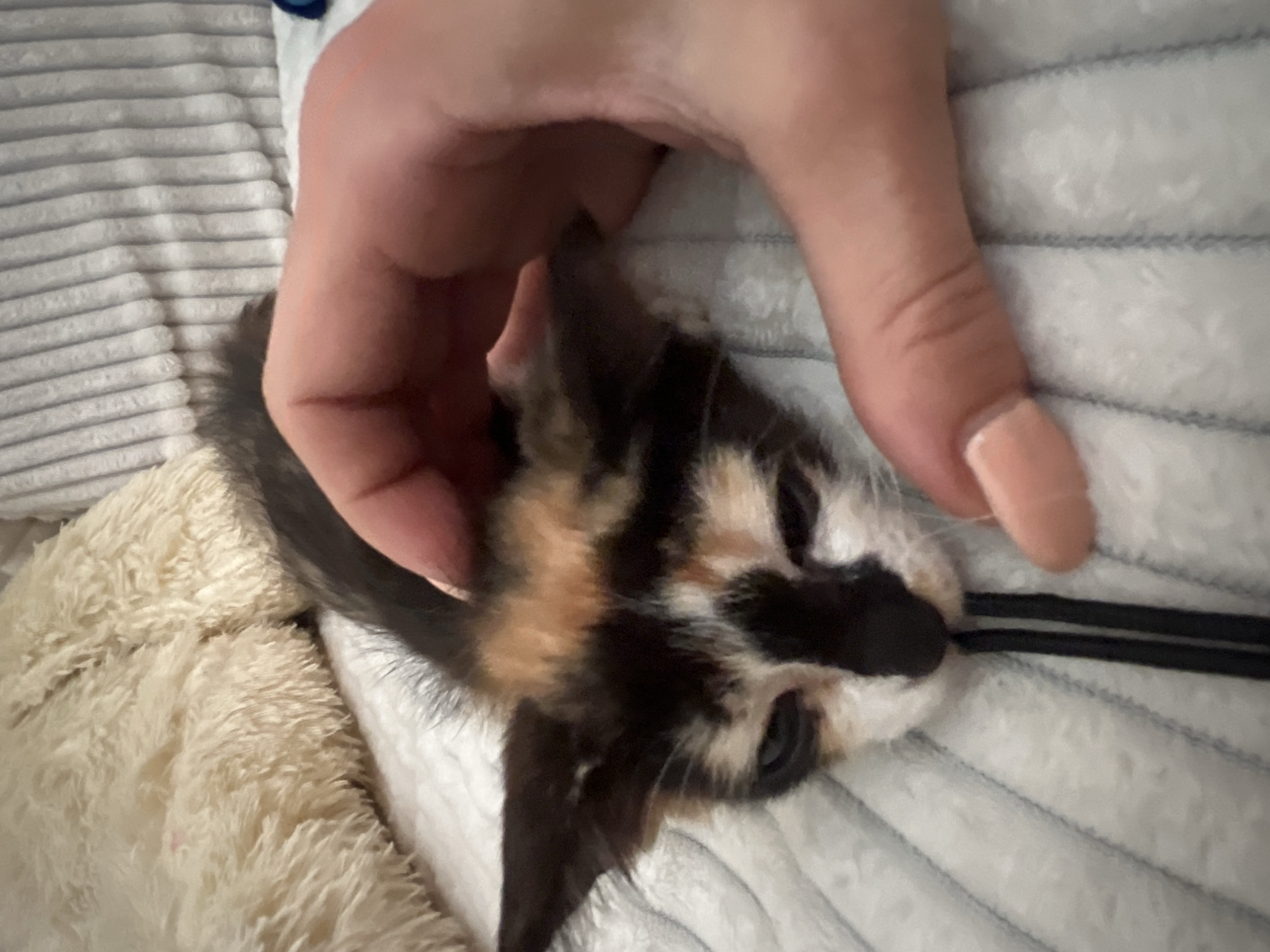 A person's hand is resting on a kitten. The kitten has black, brown, and white fur. It is lying on a soft blanket or bed. There is a black drawstring near the kitten. The location is not discernible from the image.