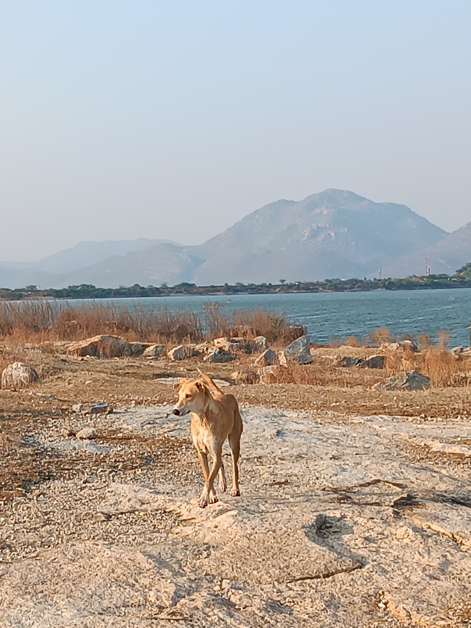 A tan, short-haired dog stands on a rocky, beige-colored shoreline. In the background is a body of water with a hazy mountain range visible behind it. The location is near Kammavaripalli, India.