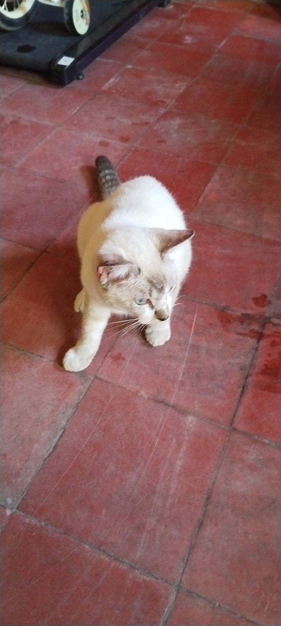 A white cat with Siamese markings sits on a red tile floor in what appears to be a residential setting in Jombang, Indonesia. The cat's fur is primarily white with darker coloring on its ears, face, and tail. Its eyes are blue. The floor is made of square red tiles with dark grout lines. In the background, a portion of a black treadmill with light-colored wheels is visible. The lighting suggests an indoor environment, possibly during the day, given the natural light casting subtle shadows. The image is taken from a high-angle perspective, looking down at the cat. There is no indication of any human presence or activity. The overall scene is domestic and unremarkable.