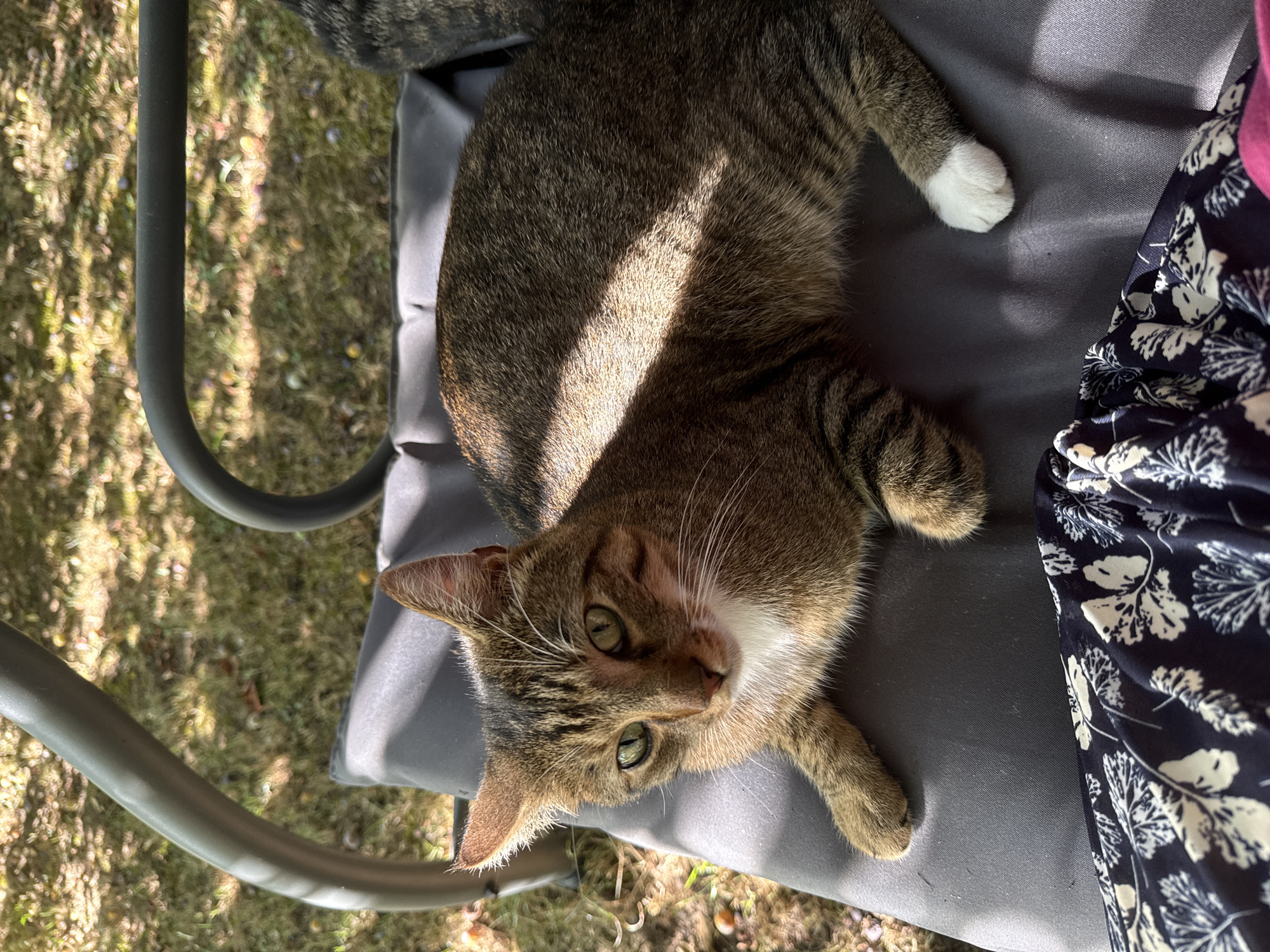 A tabby cat with green eyes is lying on a dark gray cushion outdoors. The cat is facing left and has white fur on its chest and a white paw. Sunlight is casting shadows across the cat and the cushion. In the background, there is a grassy area with scattered fallen fruit and the metal frame of a swing set. A dark blue fabric with a white floral pattern is visible in the lower foreground. The image was taken in Neunkirch, Switzerland.