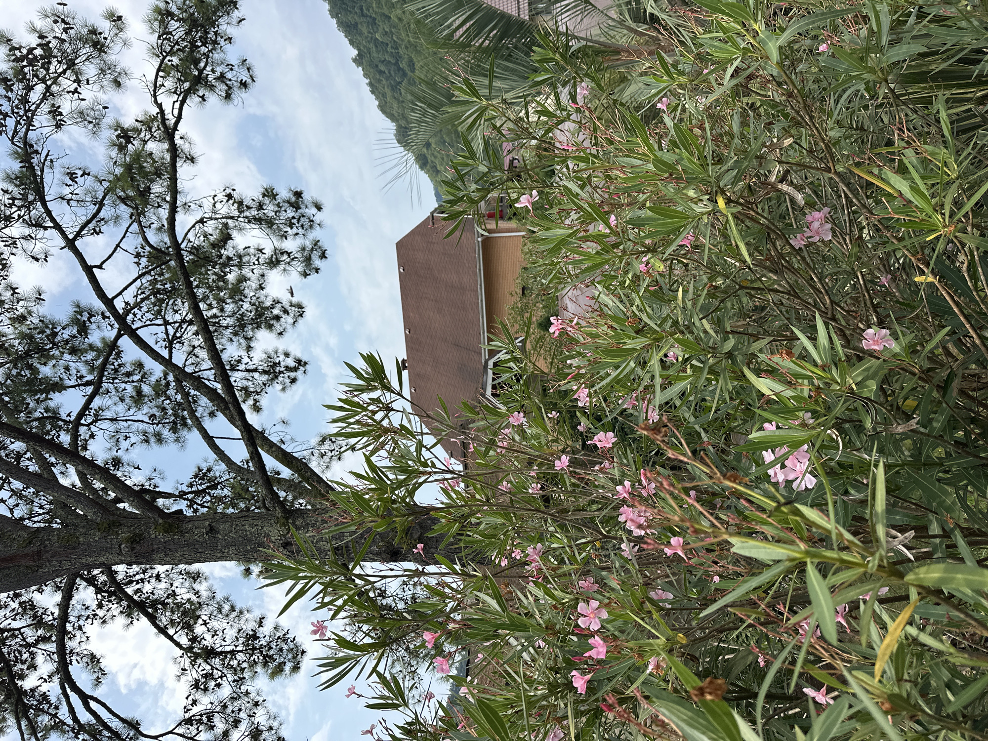 The image depicts a residential area in Sochi, Russia, with a house visible behind lush vegetation. In the foreground, a dense bush with small pink flowers and long green leaves dominates the frame. A large tree with a thick trunk and branches extends from the upper left of the image, partially obscuring the sky and the house. The house itself has a reddish-brown roof and light brown brick walls. In the background, a green, tree-covered hillside rises. The sky is partly cloudy. The scene appears to be a daytime outdoor setting, likely a backyard or garden area.
