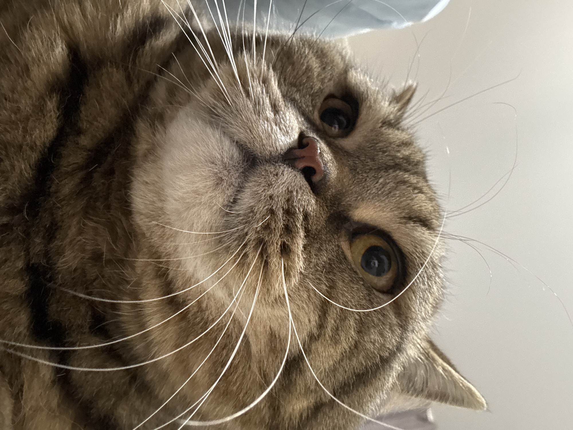 A close-up, low-angle shot captures the face of a tabby cat. The cat's fur is a mix of brown and black stripes. Its large, golden eyes are wide open and looking upwards. The cat's pink nose is prominent, and its long white whiskers fan out from its face. The background is out of focus, appearing to be a light-colored wall with a hint of blue on the left side. The image does not contain information indicating a specific location in Mikhaylovsk, Russia.