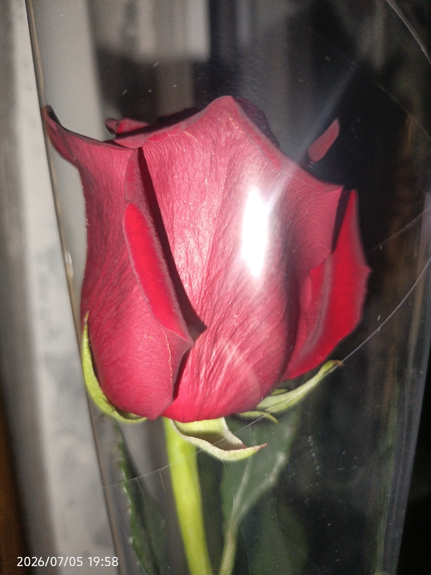 A close-up, high-angle indoor shot focuses on a single, deep red rose bud encased in clear plastic wrapping. The rose is positioned slightly to the left of the frame, with its petals tightly closed, revealing a vibrant red hue. The plastic wrap creates a glossy effect, reflecting bright white light on the upper left side of the rose and a smaller red reflection on the right. The background is dark and out of focus, with subtle hints of vertical lines on the left, suggesting a dimly lit indoor environment. A timestamp in the bottom left corner reads "2026/07/05 19:58". There are no people or animals visible in the image. The setting is not specified as Lysogorskaya, Russia.
