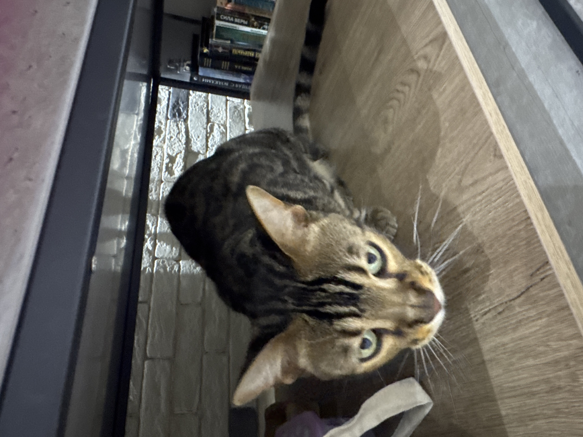 An indoor shot shows a Bengal cat with its head lowered, looking directly at the camera. The cat has characteristic brown and black spotted fur, green eyes, and large ears. It is positioned on a light-colored wooden shelf or surface. Behind the cat, a white brick wall is visible, and to the right, a bookshelf with several books is partially seen. The shelf appears to be part of a larger piece of furniture, with a dark grey or black horizontal element visible above the cat and the brick wall, suggesting it's a lower shelf or the underside of a piece of furniture. The lighting is dim, creating shadows. There is no indication of the cat's location in Agios Tychona Community, Cyprus.