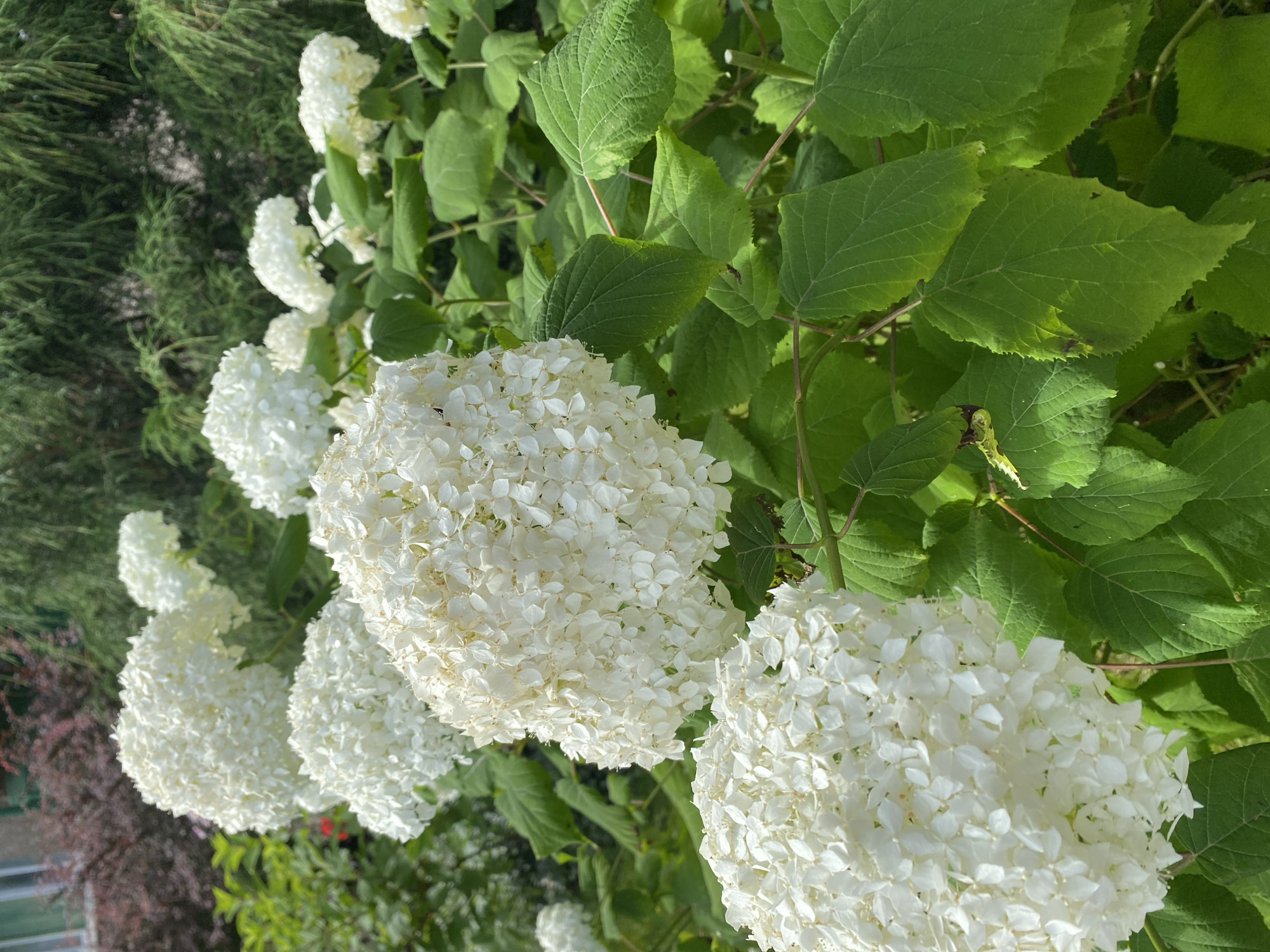 A close-up shot captures a cluster of large, white hydrangea flowers, their dense florets creating a fluffy appearance. The blooms are surrounded by lush, green leaves, some of which show slight imperfections like torn edges. In the background, hints of dark red foliage and the blurred green of coniferous trees suggest an outdoor garden setting, possibly in a residential area. The lighting indicates it is daytime, with sunlight illuminating the flowers and leaves.