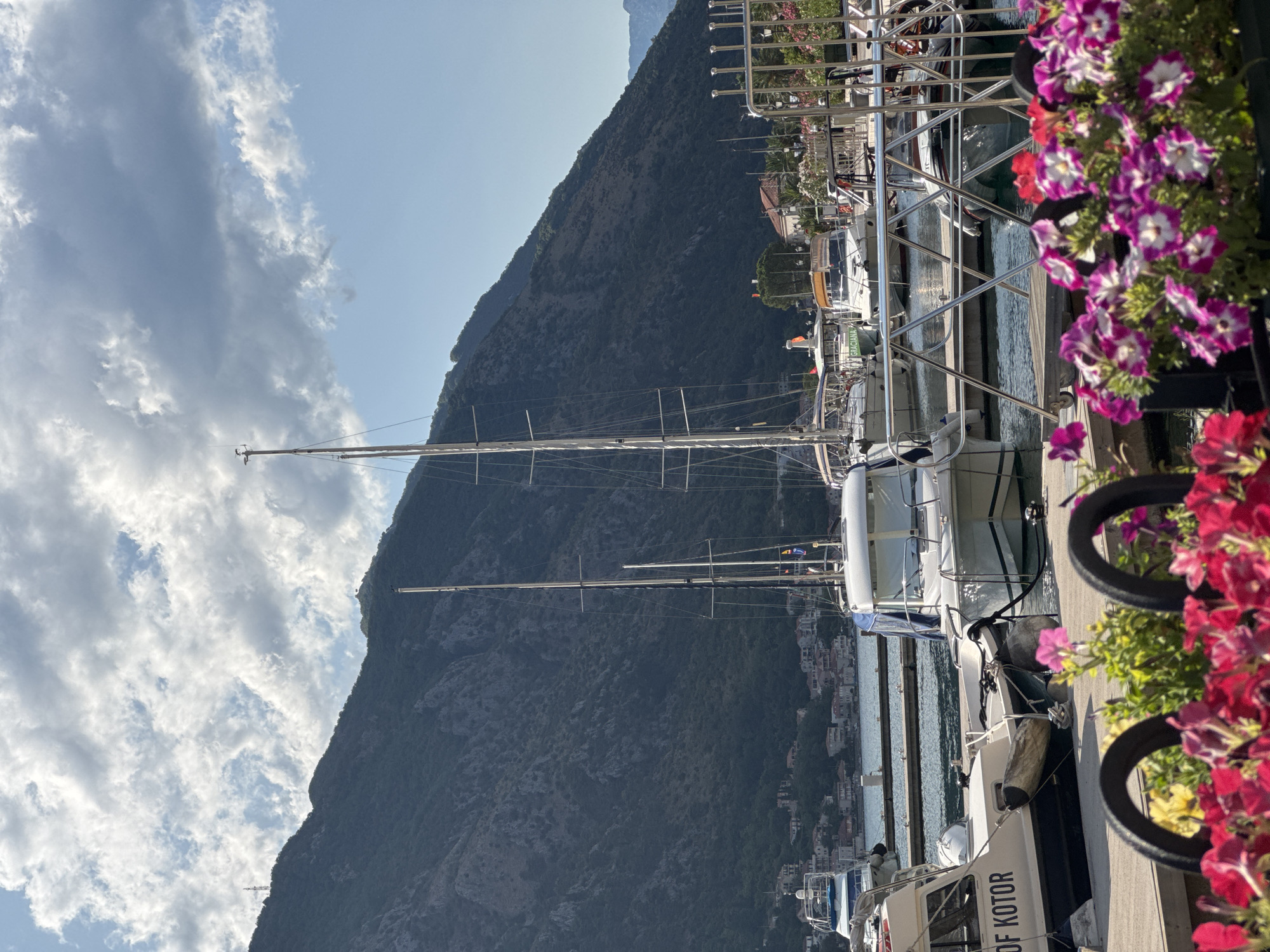The image depicts a waterfront scene in Kotor, Montenegro. In the foreground, a cluster of vibrant pink and purple petunias are in bloom, with dark metal railings partially obscuring them. Beyond the flowers, a wooden pier is visible, with several boats docked. To the left, a white boat with the text "OF KOTOR" printed on its side is moored. Adjacent to it, another white boat with a blue tarp covering its cabin is tied up. Further back, two white sailboats with tall masts dominate the frame, their rigging clearly visible. In the background, a lush green mountain rises steeply, its slopes dotted with houses and buildings that form a settlement. The sky above is a clear blue, with scattered white clouds. The overall scene suggests a tranquil harbor environment on a sunny day.