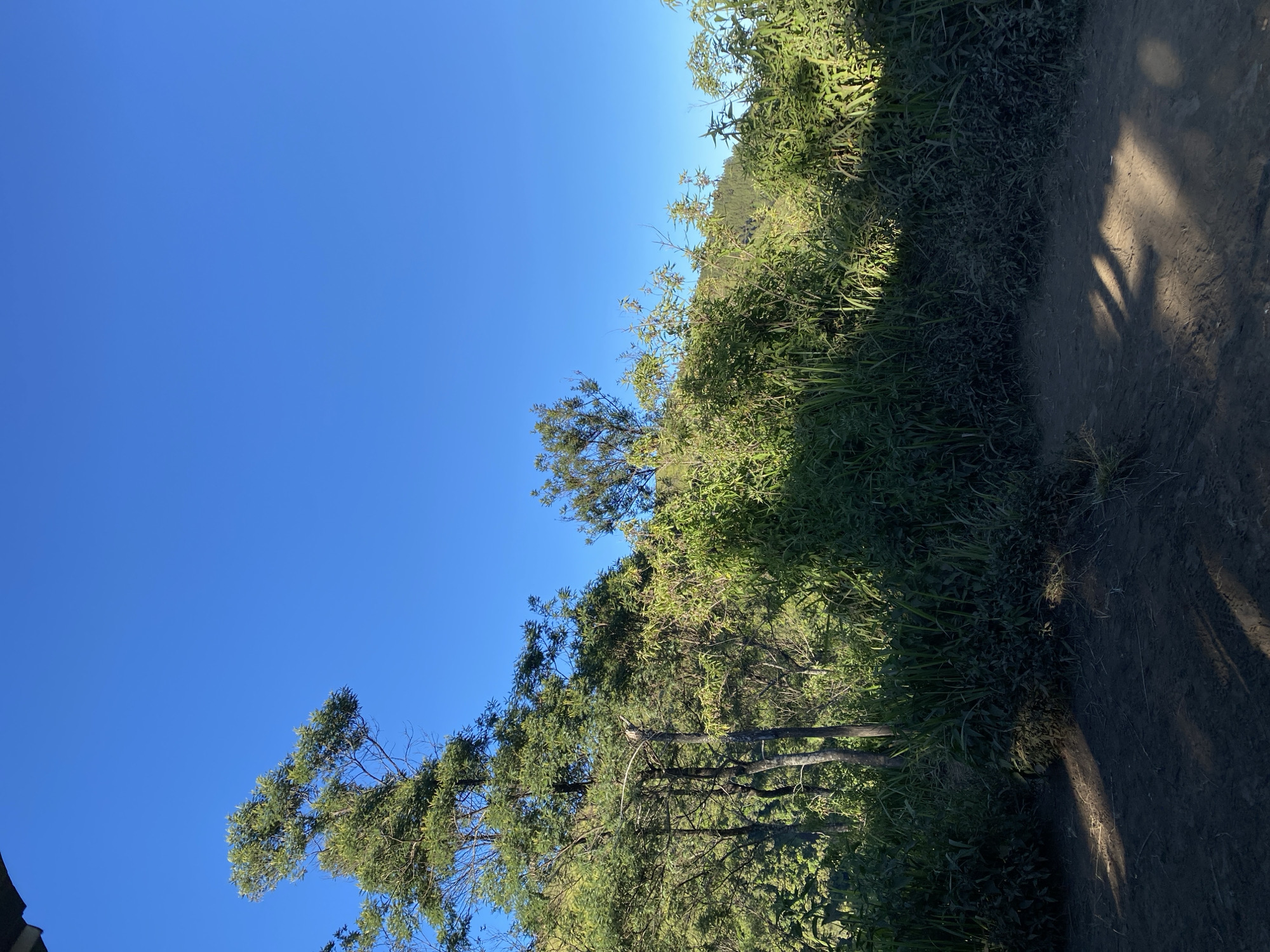 A low-angle, full shot captures a vibrant landscape under a clear blue sky. The foreground is dominated by a dusty path with dappled sunlight casting shadows from unseen foliage. To the left and center, a dense thicket of green vegetation and trees rises, with a tall, slender tree on the far left reaching towards the sky. The vegetation extends to the right, forming a lush backdrop that gradually slopes upwards and transitions into a distant, verdant hillside. The overall scene suggests a natural, outdoor environment, possibly a park or a rural area. The location is identified as Gondosuli, Indonesia. There are no people or animals visible in the image.