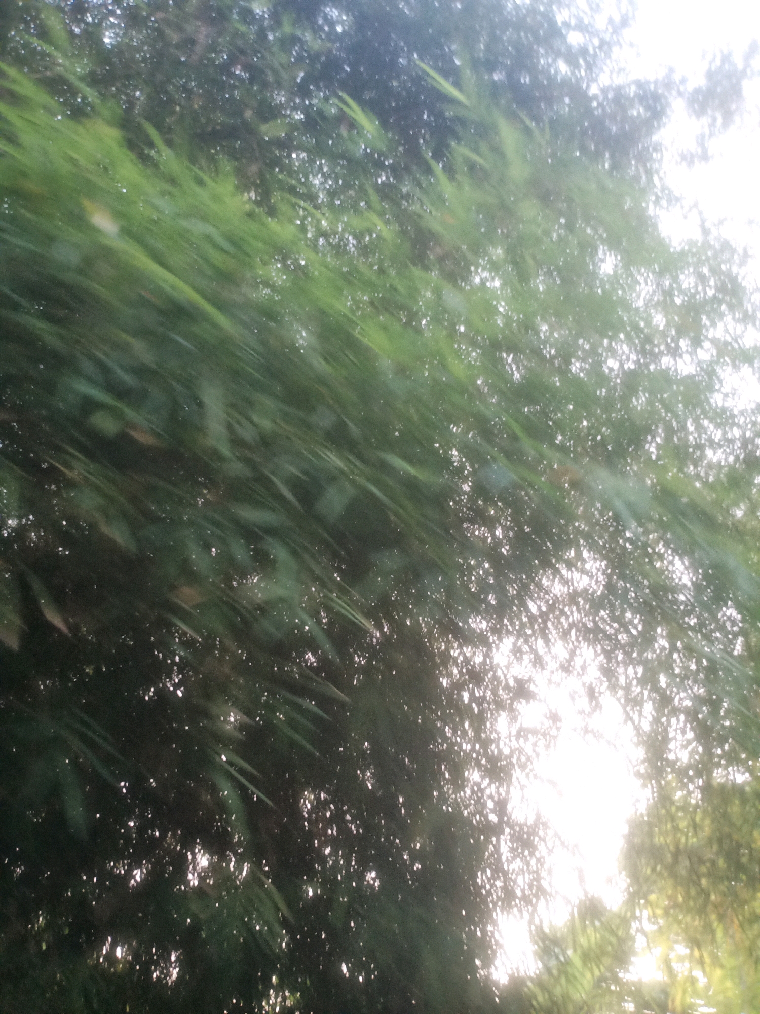 The image depicts a close-up view of bamboo leaves with a bright light source, likely the sun, filtering through the foliage. The lighting creates a dappled effect with highlights and shadows across the leaves, suggesting an outdoor environment. The motion blur indicates movement, possibly due to wind or the camera's movement. The overall impression is one of natural scenery, possibly in a tropical or subtropical location given the bamboo. Without specific landmarks or context, pinpointing the exact location within Ciseeng, Indonesia is not possible based solely on the visual information provided.