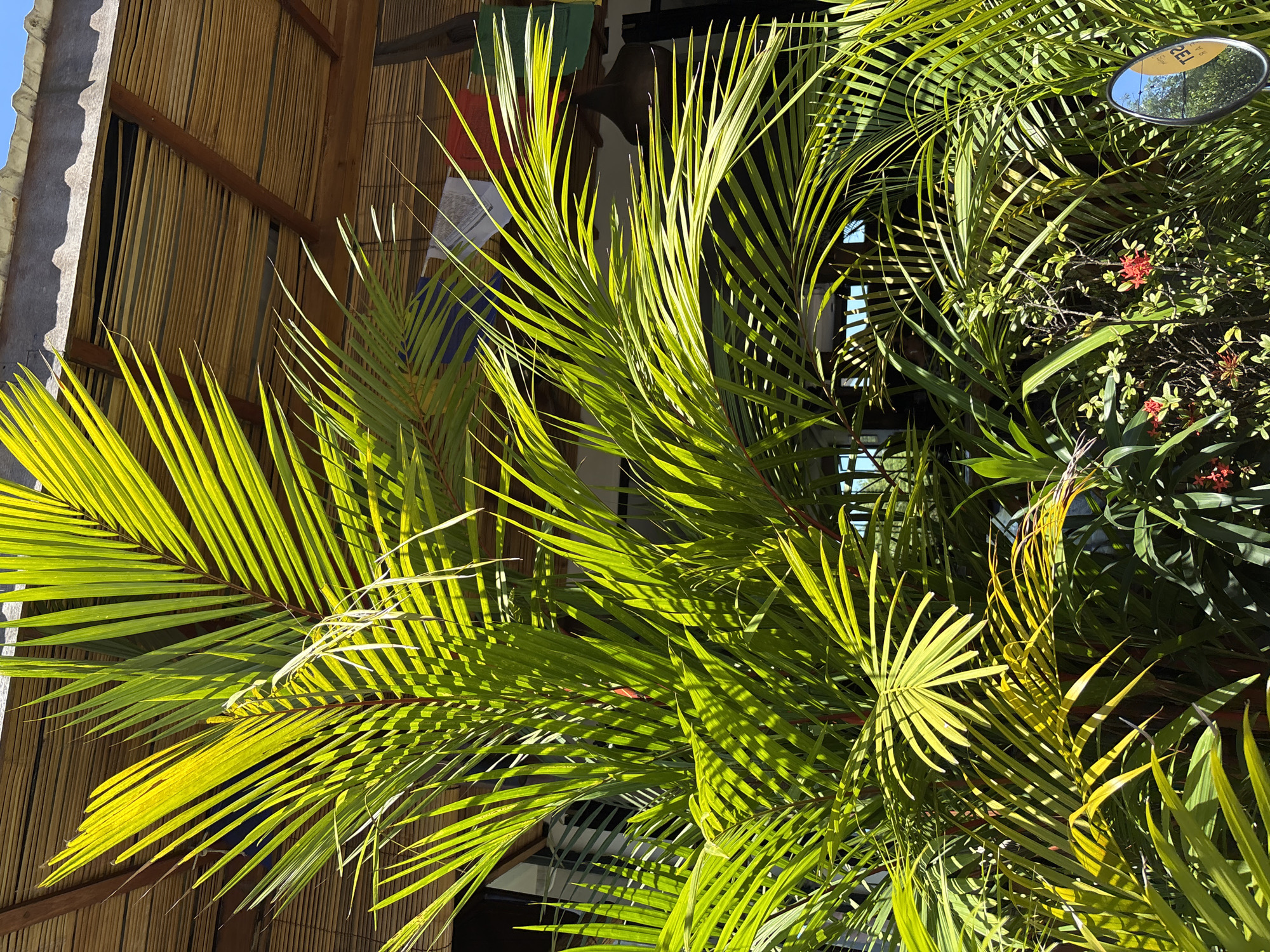 The image shows a dense grouping of palm fronds with bright green leaves, illuminated by sunlight. Some red Ixora flowers are also visible amidst other green plants. A motorcycle mirror is seen near the top right corner, reflecting the surrounding vegetation. The backdrop features a building with bamboo cladding. This image appears to have been captured in the vicinity of Pecatu, Indonesia, given the tropical vegetation and architecture style.