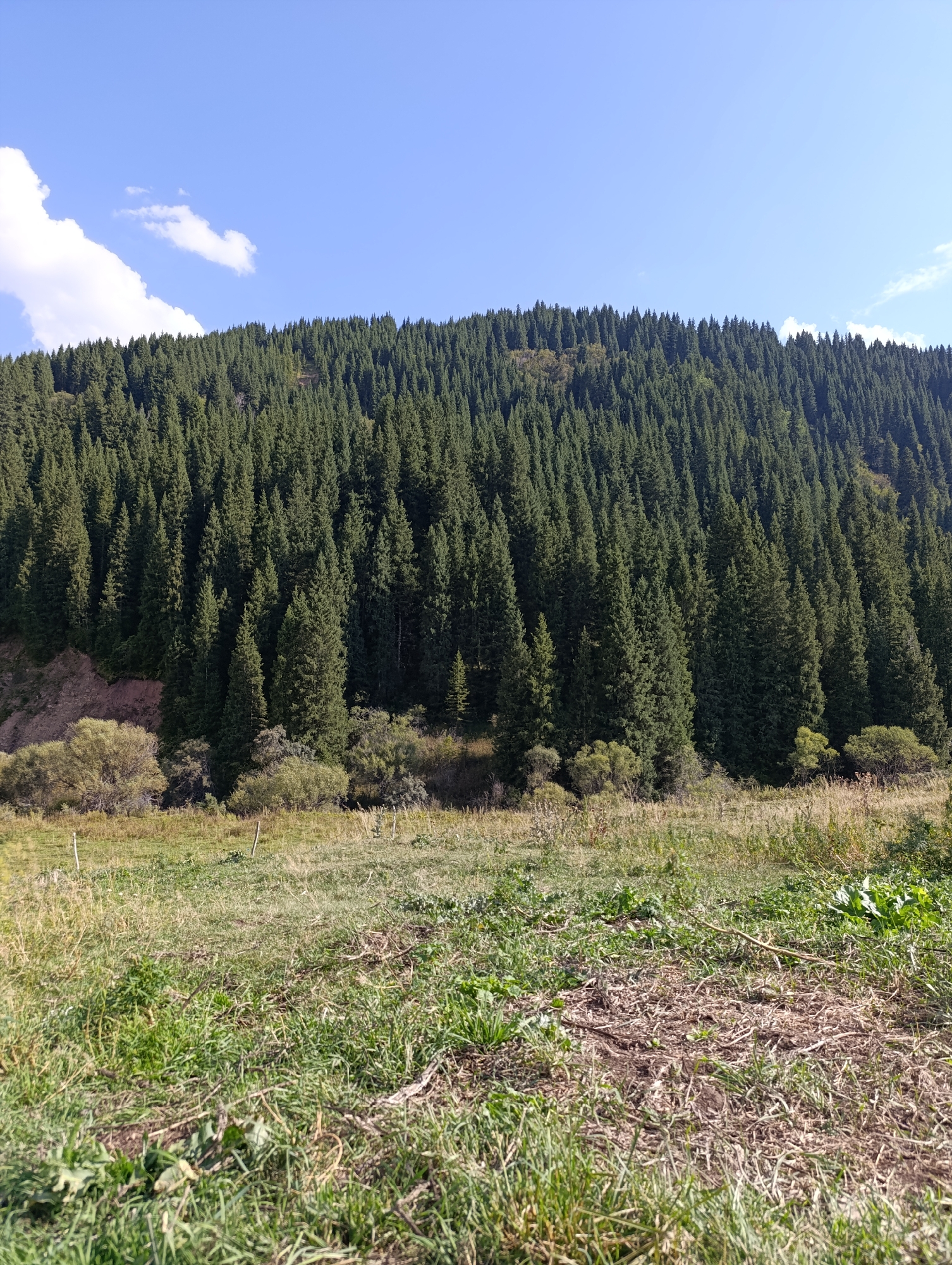 The image depicts a landscape view in the city of Sary Tologoy, Kyrgyzstan, on a clear day. The scene is dominated by a dense forest of evergreen trees covering a sloping hillside. In the foreground, a grassy meadow stretches out, with patches of dry vegetation and some scattered leaves. Several thin wooden posts are visible in the meadow, suggesting a boundary or fence. The sky above is a vibrant blue with a few wispy white clouds. The overall impression is of a natural, unpopulated outdoor environment.