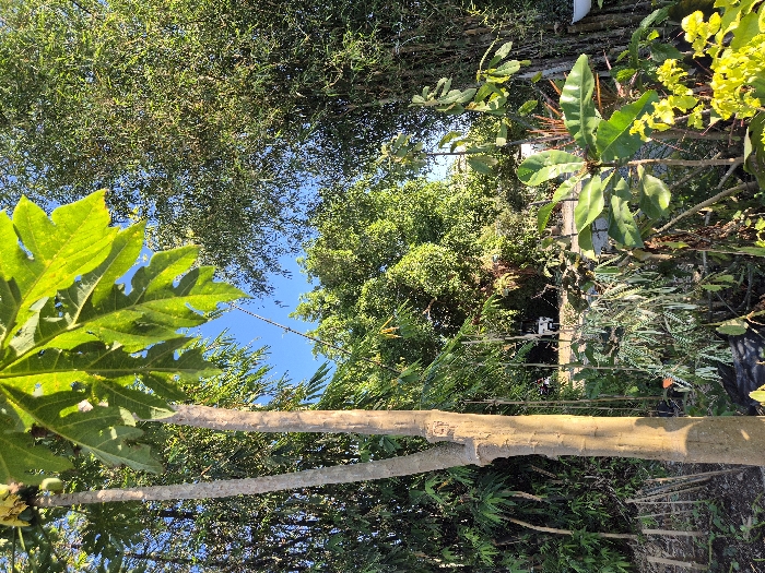 The image depicts a densely vegetated outdoor scene in Silang, Philippines, under a clear blue sky. In the left foreground, a papaya tree with a light brown, multi-stemmed trunk is visible, featuring large green leaves and small, green, undeveloped fruits near its apex. To the right, a thick stand of bamboo plants, characterized by numerous tall, slender culms and dense green foliage, dominates the mid-ground and extends towards the background. Various other tropical plants and shrubs with green and some yellow-green leaves occupy the lower and central portions of the frame. In the mid-distance, partially obscured by the foliage, a white vehicle, consistent with an SUV or truck, is visible on an unpaved surface. A thin, dark, elongated object, possibly a pole, extends diagonally upwards from the lower mid-left towards the upper center, silhouetted against the sky. A white, semi-circular object, possibly a planter, is partially visible on the far right edge of the frame. No individuals are present. The scene is illuminated by direct sunlight, casting some shadows.