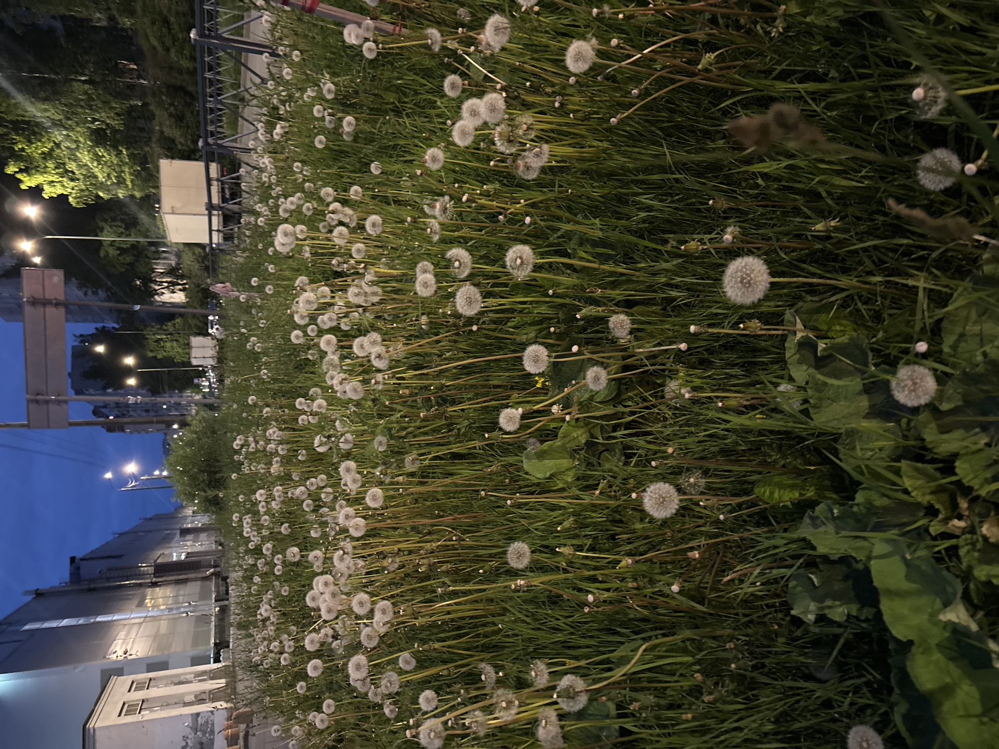 A dense field of dandelions in the seedhead stage fills most of the frame, likely in Saint Petersburg, Russia. The dandelions are interspersed with tall green grass and some broadleaf weeds. In the background, there are city buildings, streetlights, and trees, suggesting the edge of an urban area or park. The sky is transitioning into dusk, with a dark blue hue. A metal railing is partially visible in the background, possibly bordering the dandelion field.