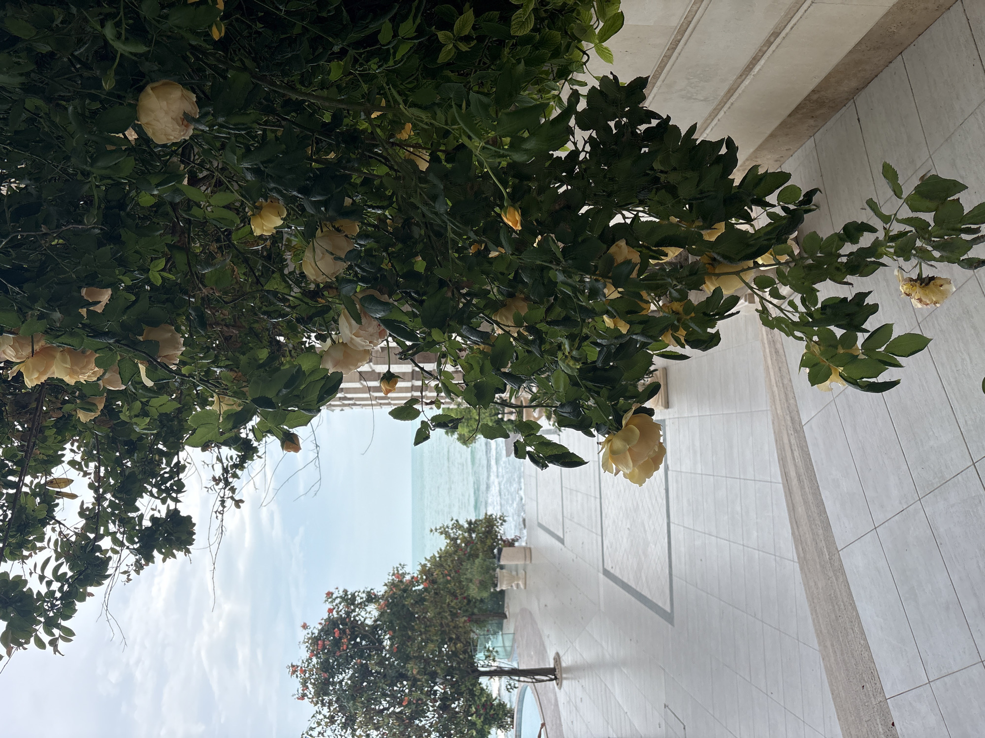 The image, correctly oriented, presents a vibrant coastal scene, captured from a perspective looking upwards through foliage towards the sea. In the foreground, a dense canopy of lush green leaves belonging to a rose bush or climbing plant dominates the upper and left portions of the frame. Numerous light yellow or cream-colored roses are interspersed throughout the foliage, some in full bloom with ruffled petals, others as tight buds.
Below this floral display, a spacious, light-colored tiled promenade or patio extends towards the background. The tiles feature subtle dark lines, creating geometric patterns on the ground. Further along the promenade, several bushes or small trees with reddish-orange flowers or berries are visible, adding contrasting color. Hints of white benches suggest seating areas for relaxation.
Beyond the paved area, the serene turquoise-blue ocean stretches out, meeting a pale blue sky dotted with soft white clouds on the horizon. Gentle white waves are visible, breaking against a shore or barrier. The scene appears tranquil and inviting, with no people present. The bright, natural lighting indicates it is daytime, under clear and pleasant weather conditions. This combination of blooming roses, modern paving, and the open sea suggests a beautiful waterfront location, likely a coastal resort, park, or a well-maintained promenade by the ocean. No visible text is present in the image.