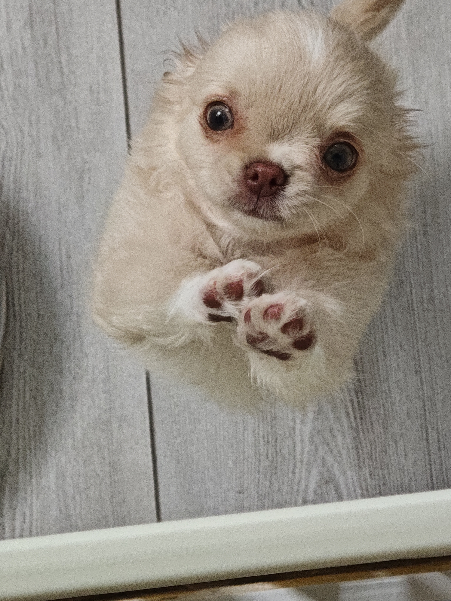 A light-colored, fluffy Chihuahua puppy is lying on its back on a light gray wooden floor, with its paws in the air. The puppy has large, dark eyes, a pink nose, and light brown and white fur. The floorboards are laid horizontally in the image, and there is a light-colored object at the bottom of the frame, possibly a piece of furniture or a barrier.