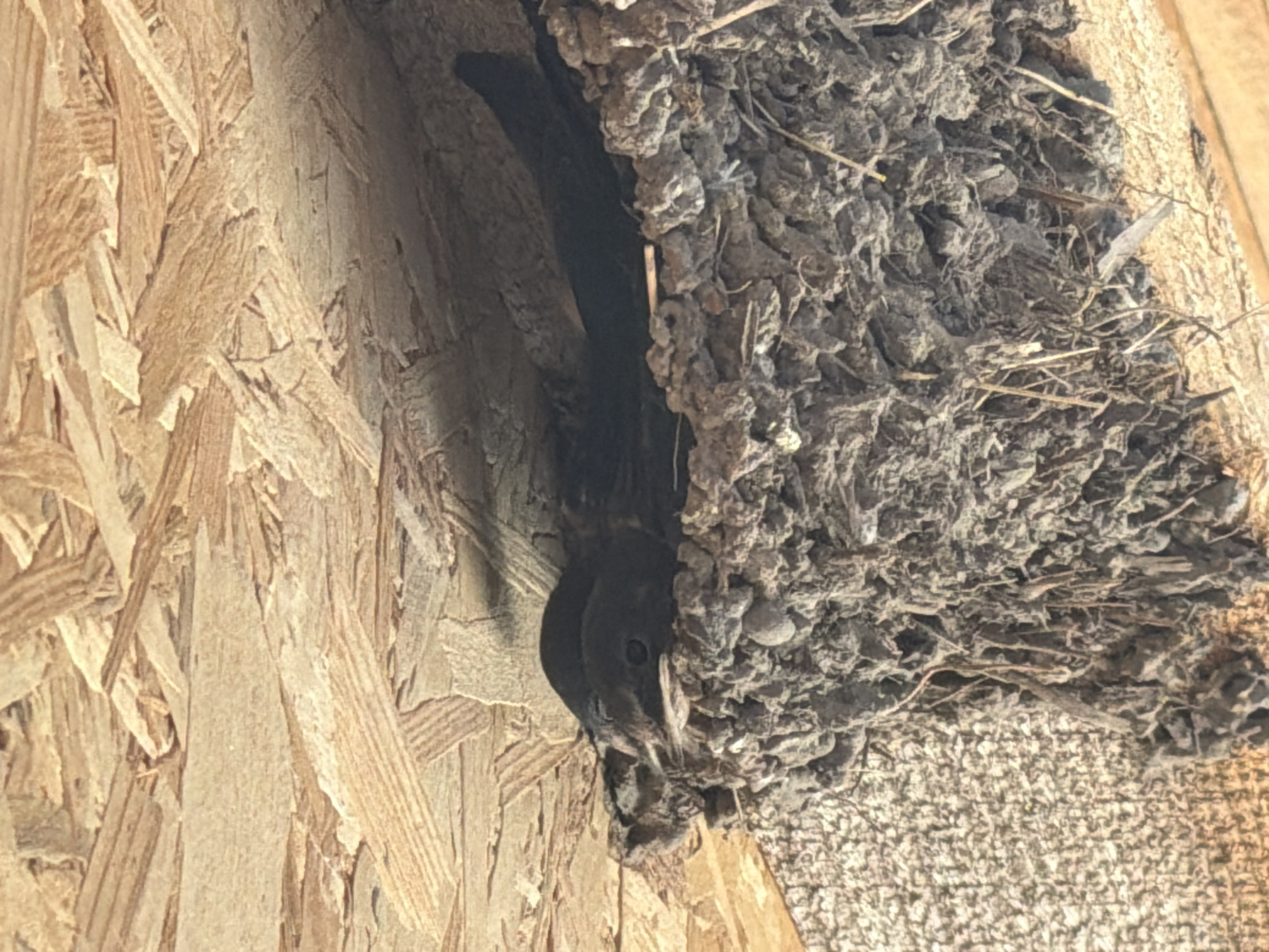 A close-up, eye-level shot captures a bird's nest constructed from mud, twigs, and other natural materials. The nest is situated beneath a wooden ceiling, likely part of a building structure. Within the nest, two small, dark-feathered birds are visible, appearing to be young. One bird is nestled deeper in the nest, its head obscured, while the other is more prominent, with its head and eye clearly visible. The birds are positioned side-by-side, and their posture suggests they are resting or waiting. The environment appears to be natural and undisturbed, with the textured wooden ceiling overhead providing a rustic backdrop. The image does not depict any elements that would indicate a specific location within the city of Kaolinovo, Bulgaria.