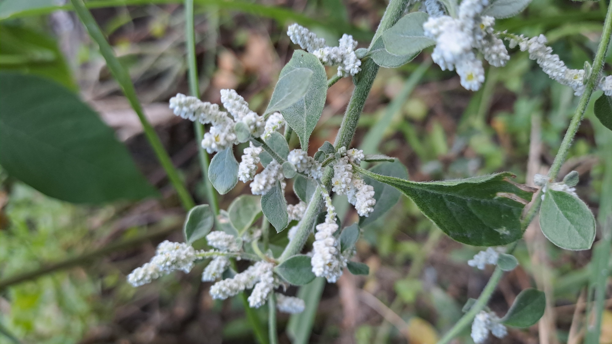 A close-up, slightly low-angle shot captures a stem of a plant with small, fuzzy white flower clusters and oval, muted green leaves. The plant is outdoors, with a blurred background of green foliage and brown earth, suggesting a natural or garden setting in Geulanggang Baro, Indonesia. The lighting is natural, highlighting the delicate texture of the flowers and leaves.