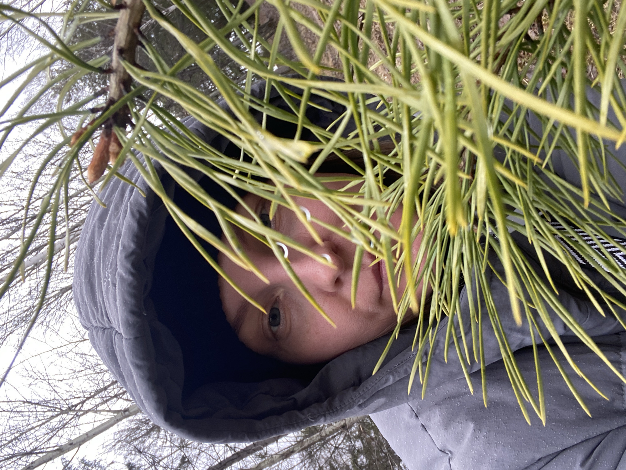 A person in a gray hooded jacket is looking directly at the camera through the branches of a pine tree. The person has fair skin, light eyes, and a silver nose ring. The jacket is damp, and the branches are a mix of green and yellow. The background shows bare tree branches and a gray sky. It is not possible to ascertain the location in Noviy, Russia, from the image.